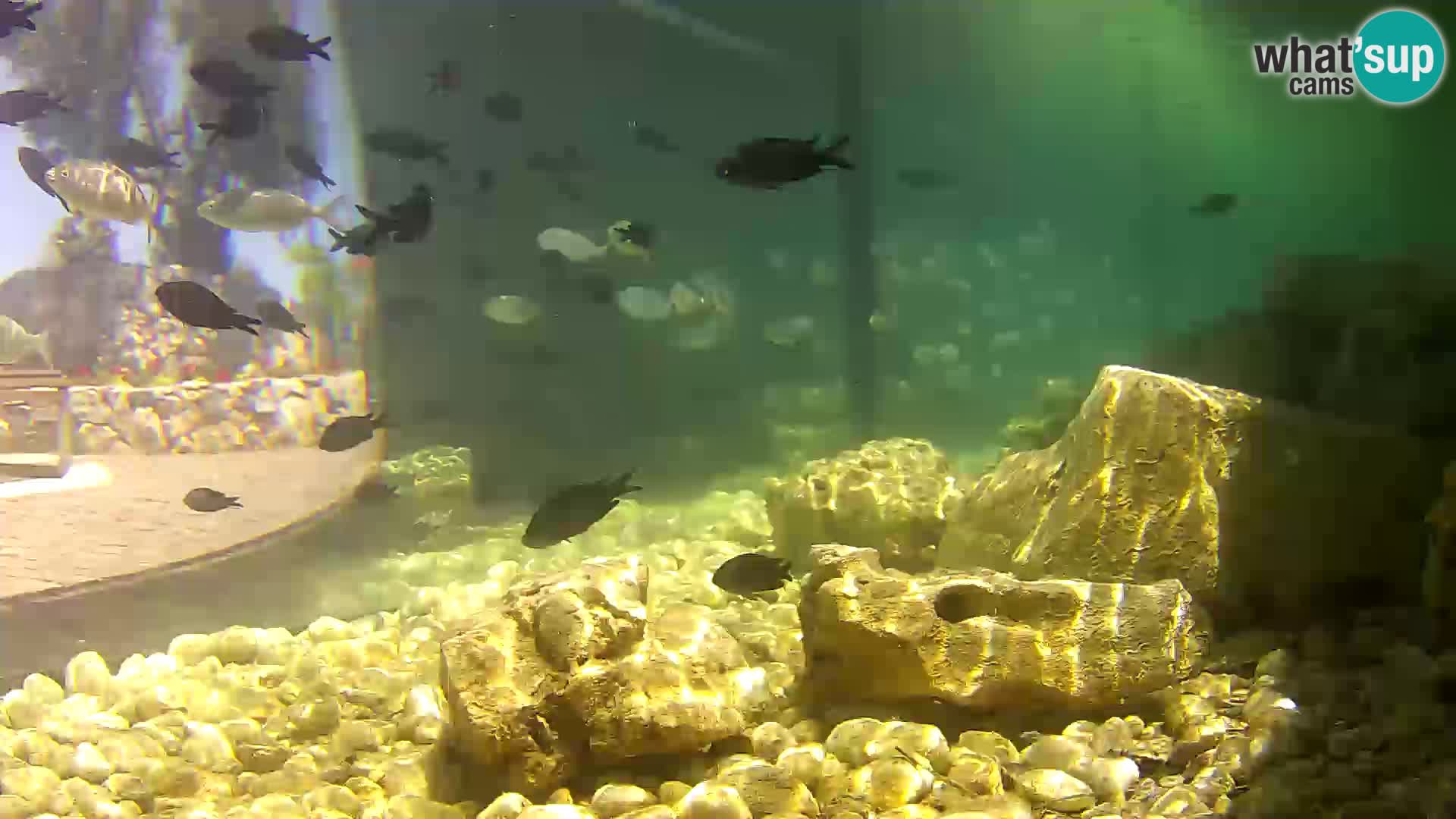 Acuario marino al aire libre Rogoznica webcam Croacia