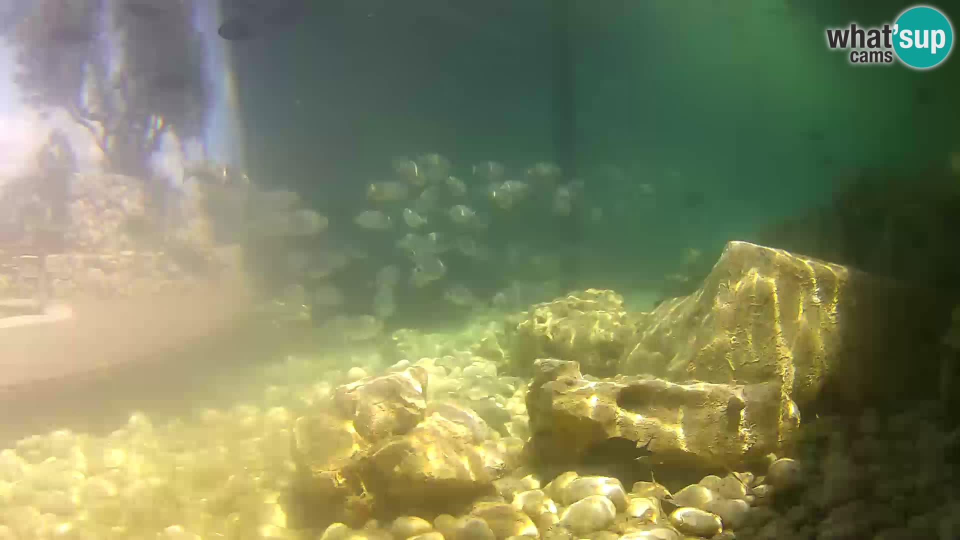 Aquario marino esterno –  Rogoznica livecam Croazia
