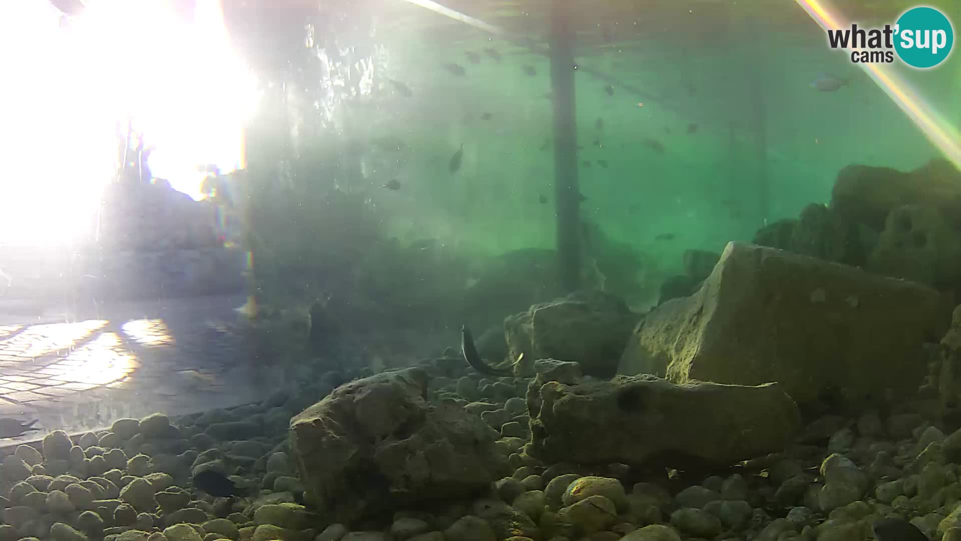 Zunanji morski akvarij Rogoznica spletna kamera Hrvaška