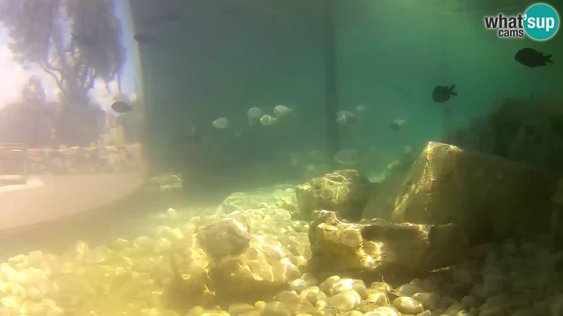 Acuario marino al aire libre Rogoznica webcam Croacia