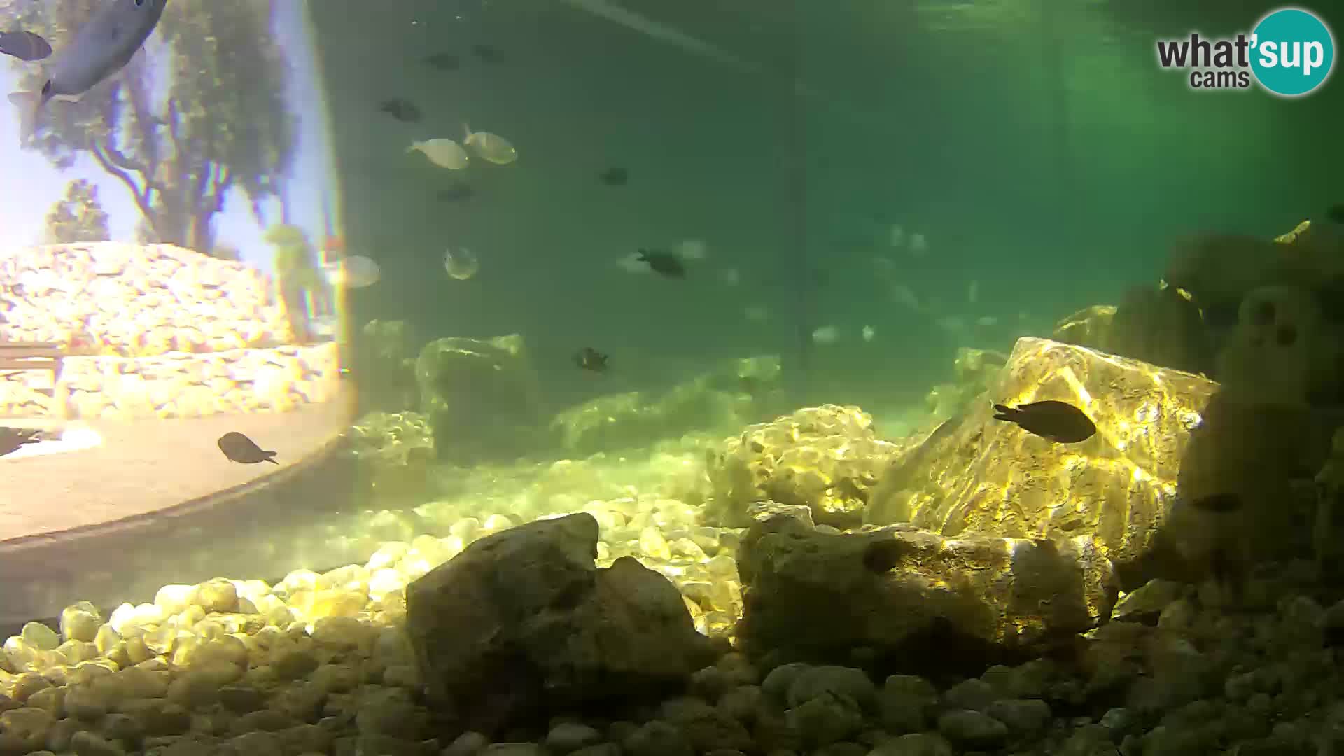 Outdoor Marine Aquarium Rogoznica webcam Croatia