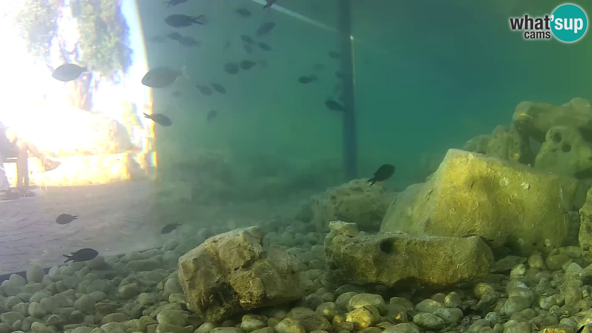 Outdoor Marine Aquarium Rogoznica webcam Croatia