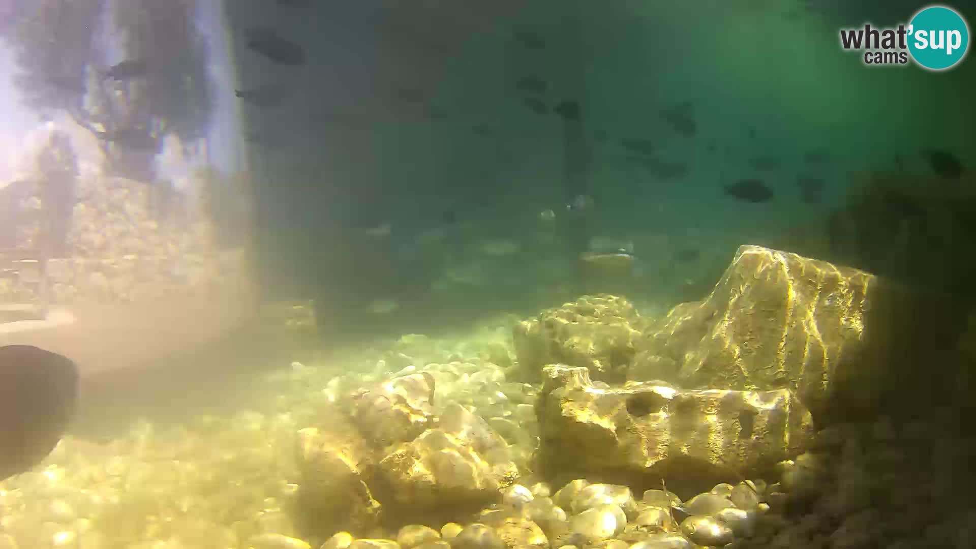 Zunanji morski akvarij Rogoznica spletna kamera Hrvaška