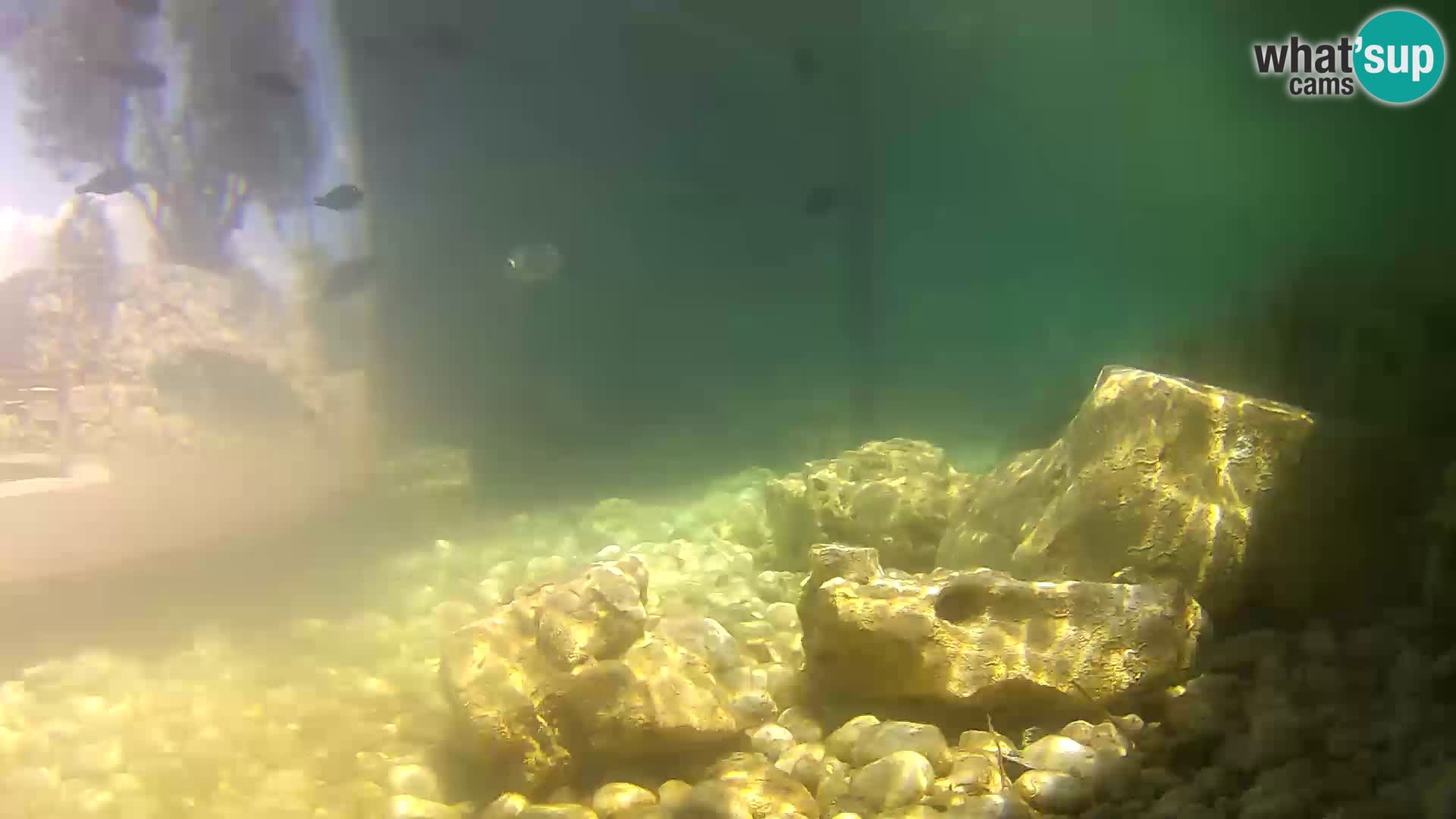 Outdoor Marine Aquarium Rogoznica webcam Croatia
