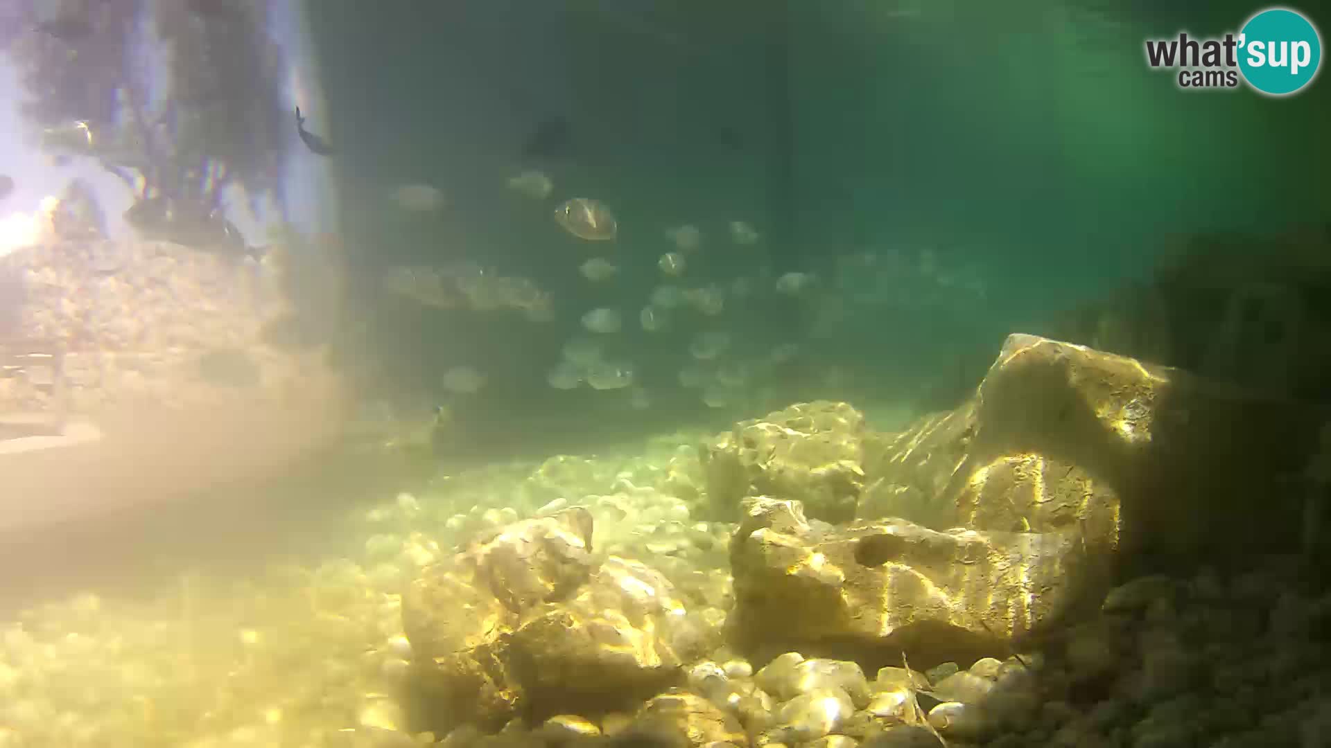 Aquario marino esterno –  Rogoznica livecam Croazia