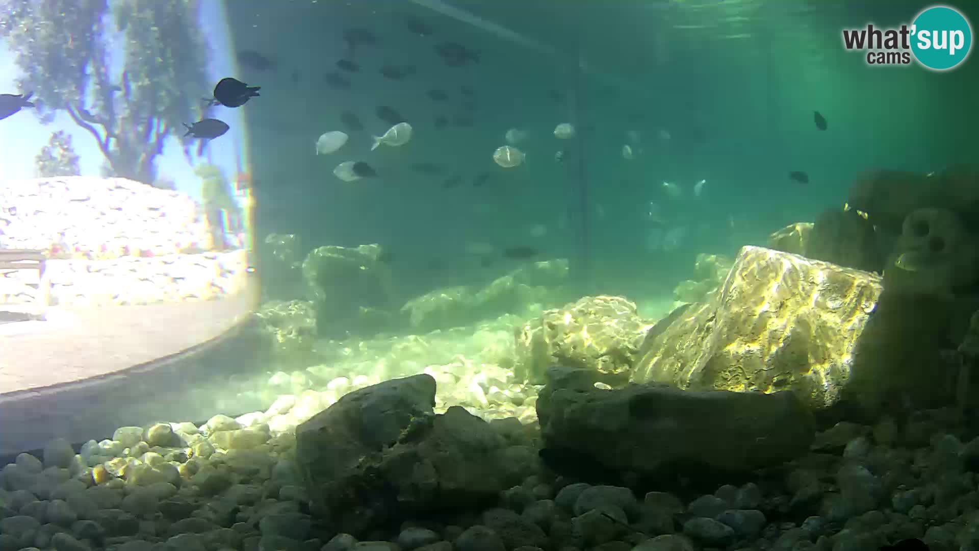 Outdoor Marine Aquarium Rogoznica webcam Croatia
