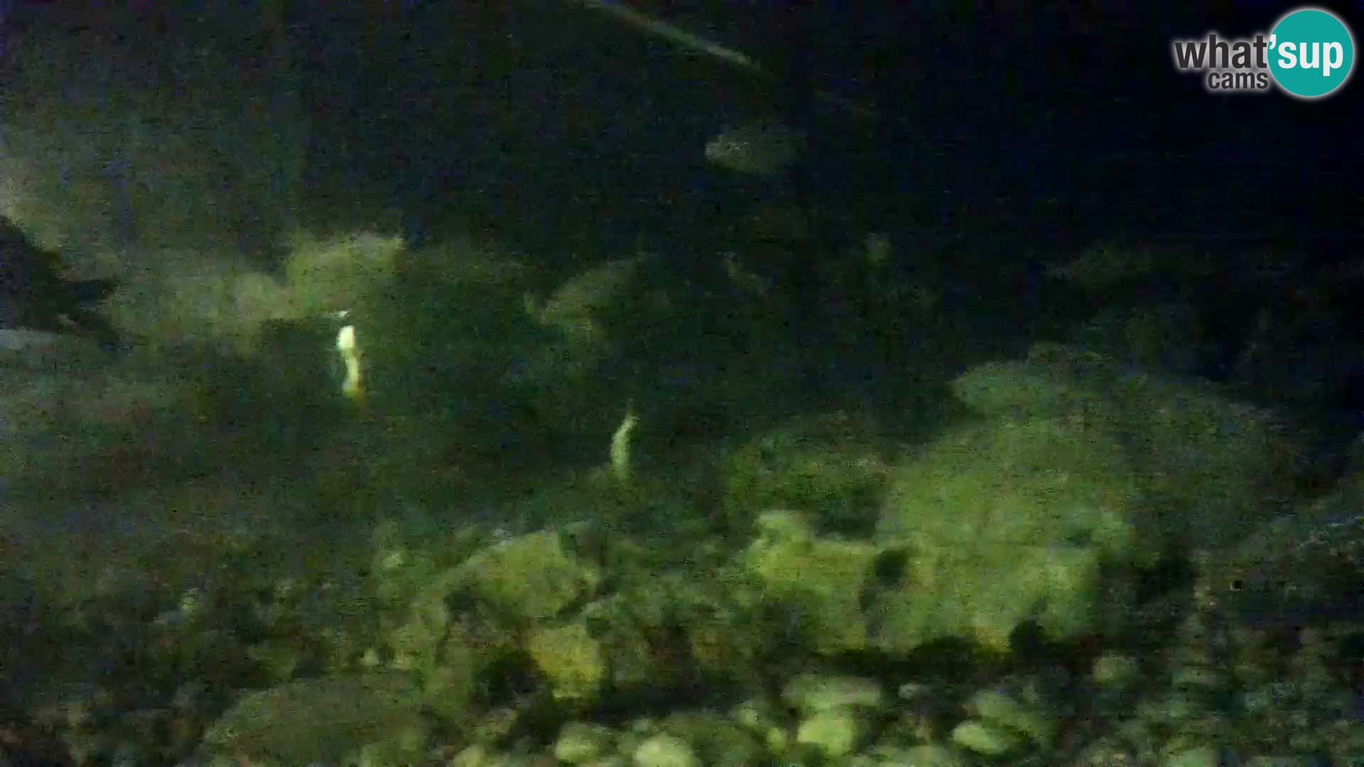 Zunanji morski akvarij Rogoznica spletna kamera Hrvaška
