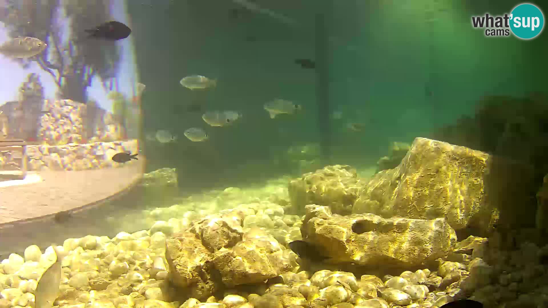 Outdoor Marine Aquarium Rogoznica webcam Croatia