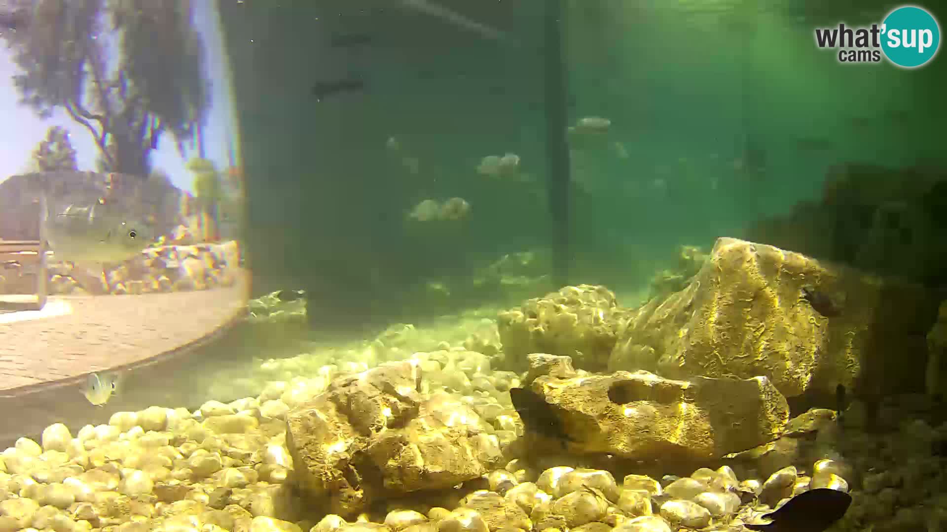 Outdoor Marine Aquarium Rogoznica webcam Croatia