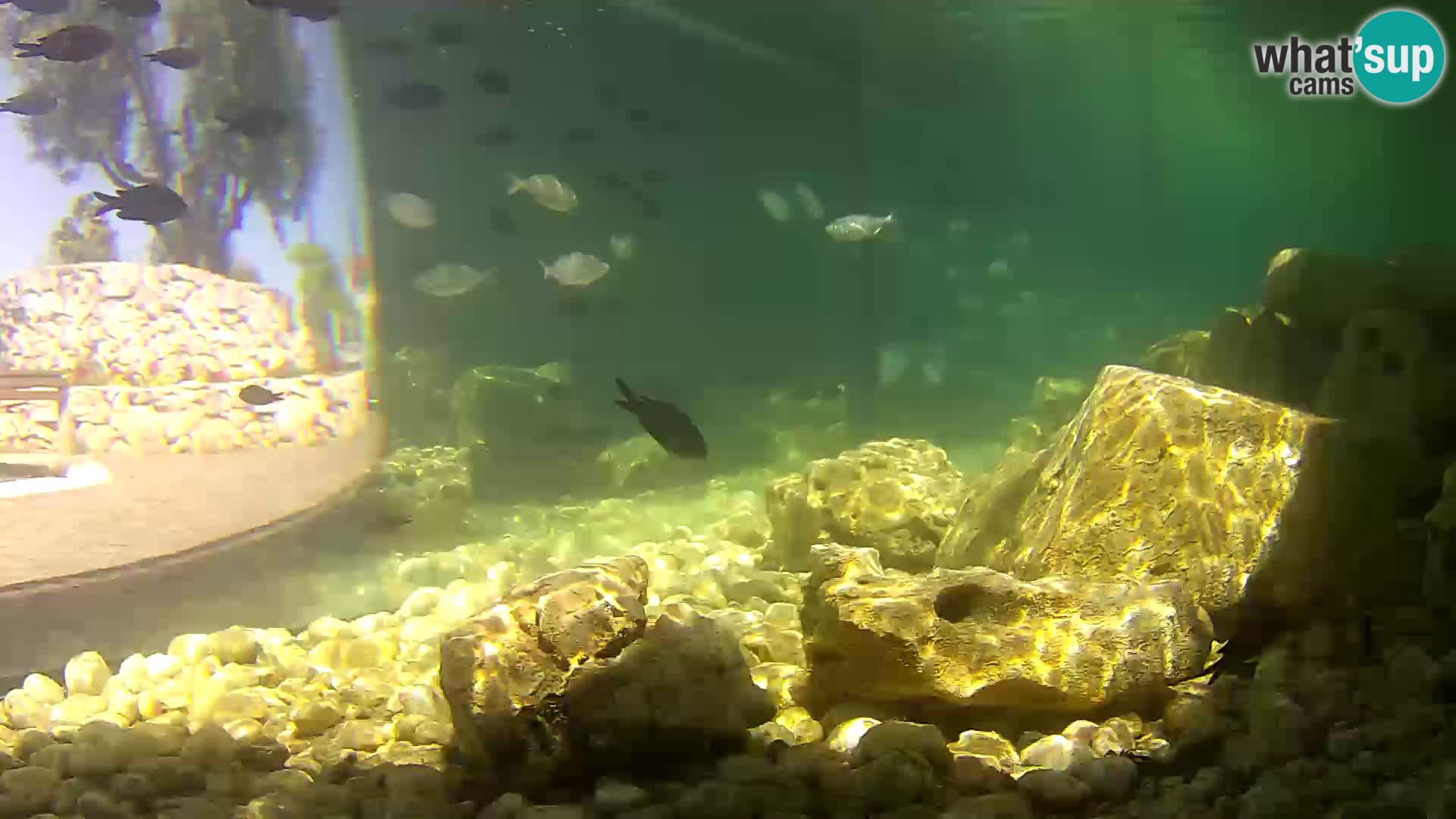 Outdoor Marine Aquarium Rogoznica webcam Croatia