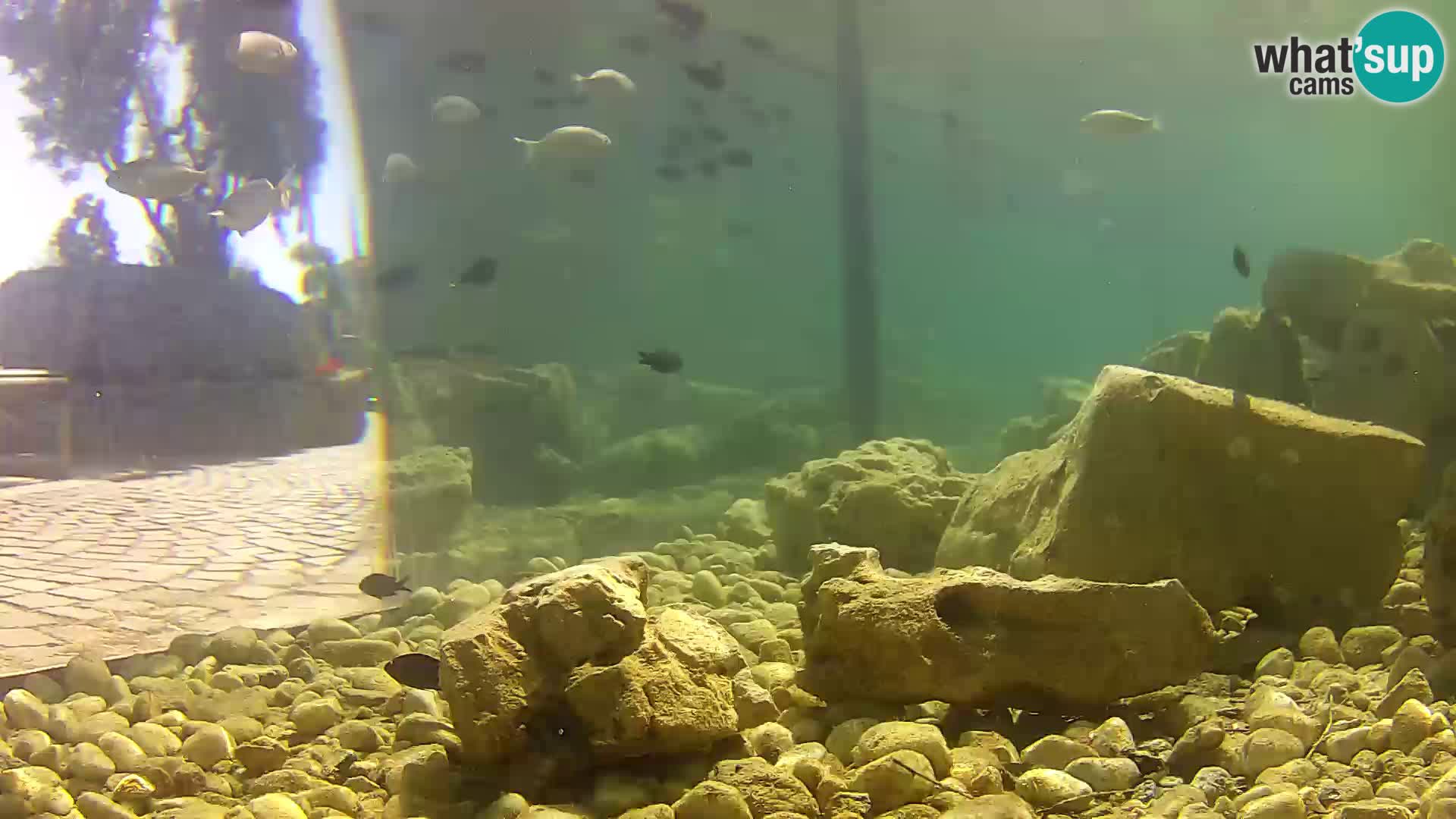 Aquario marino esterno –  Rogoznica livecam Croazia