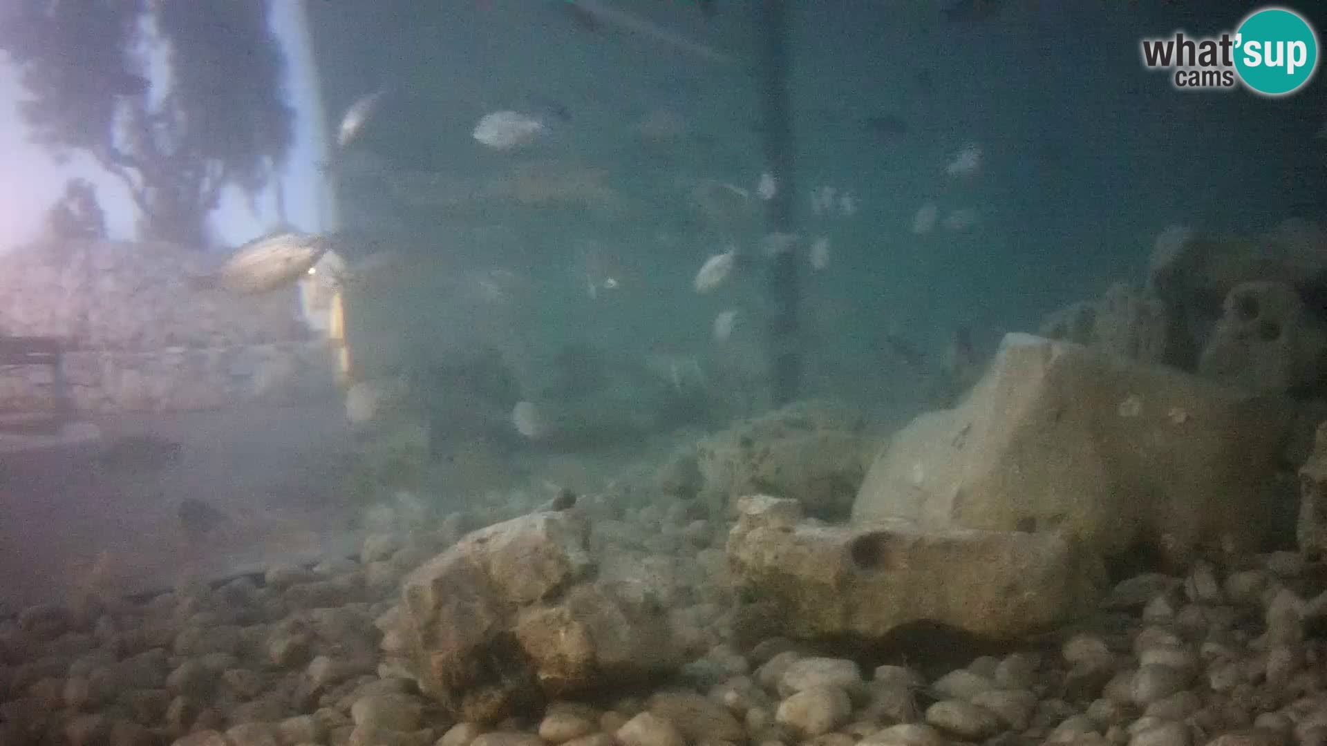 Outdoor Marine Aquarium Rogoznica webcam Croatia