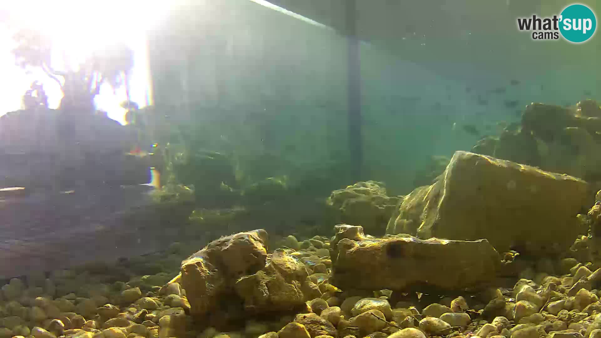 Marine Aquarium im Freien Rogoznica webcam Kroatien