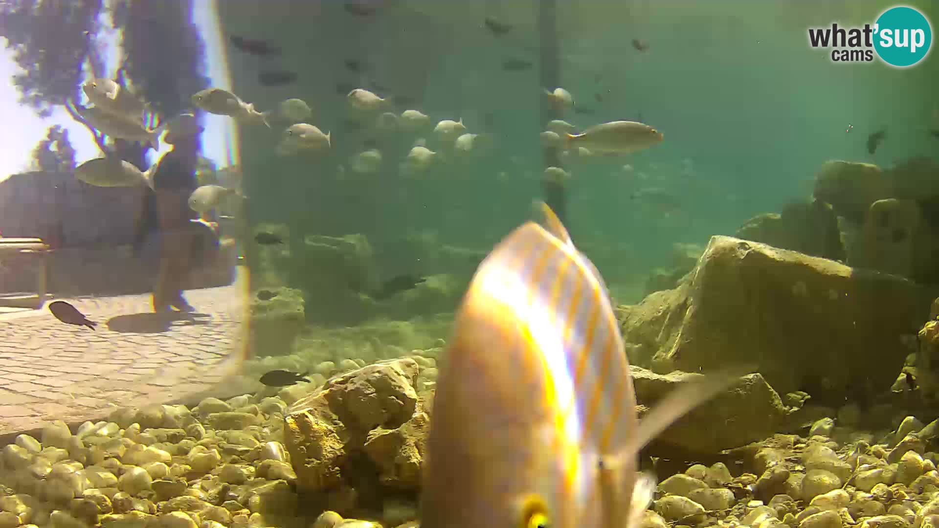 Outdoor Marine Aquarium Rogoznica webcam Croatia