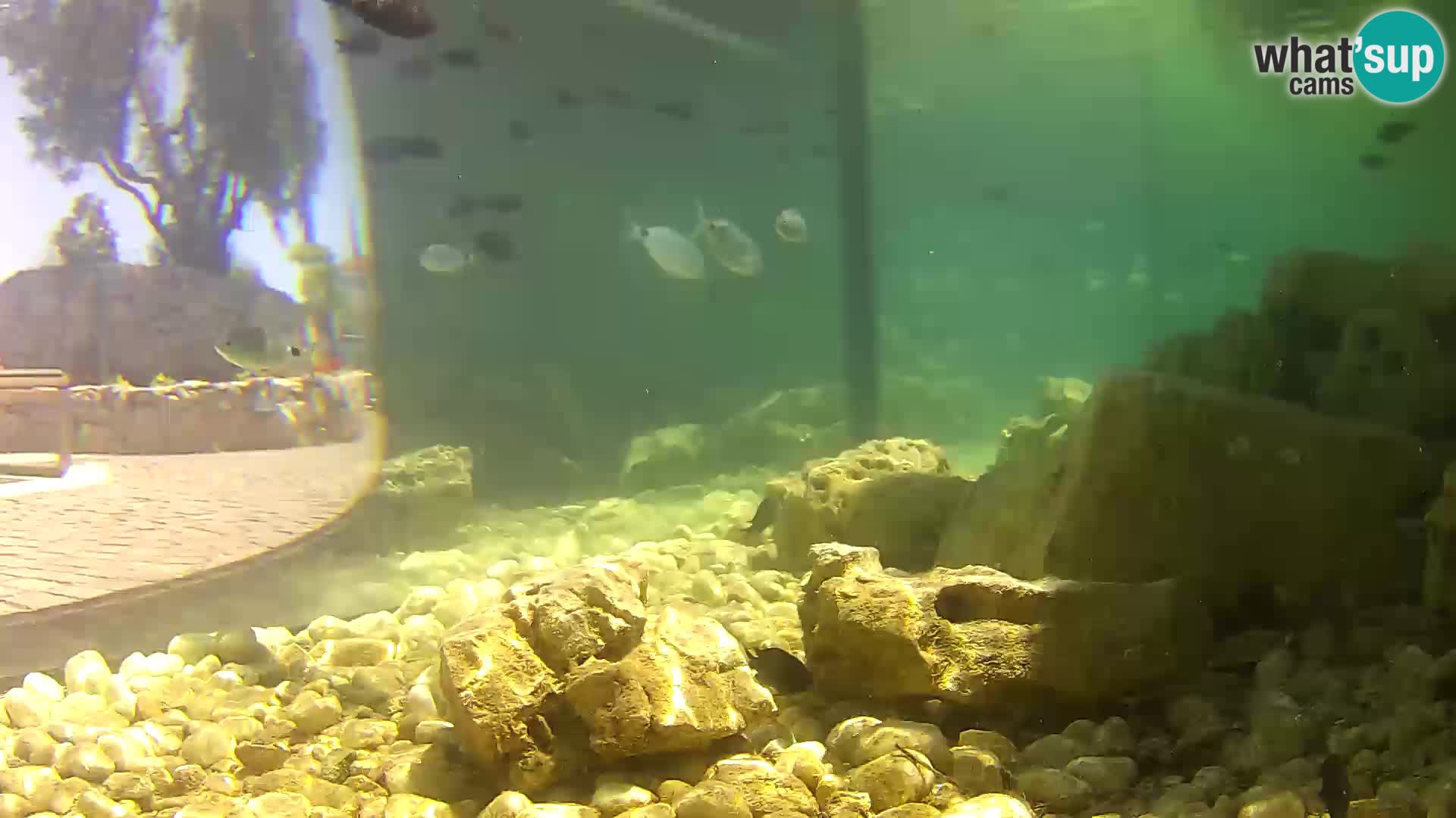 Zunanji morski akvarij Rogoznica spletna kamera Hrvaška