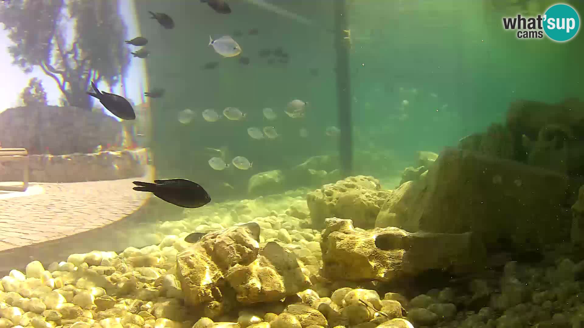 Outdoor Marine Aquarium Rogoznica webcam Croatia