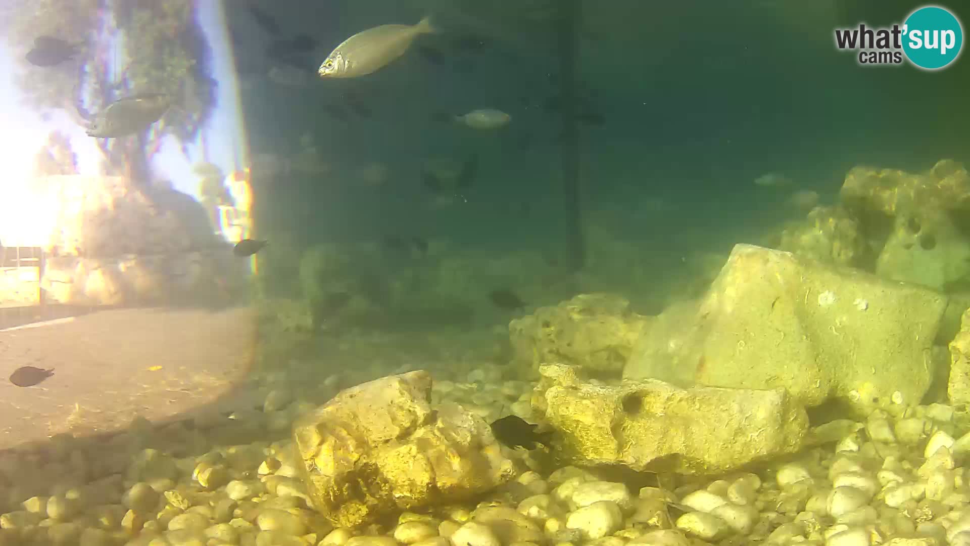 Zunanji morski akvarij Rogoznica spletna kamera Hrvaška
