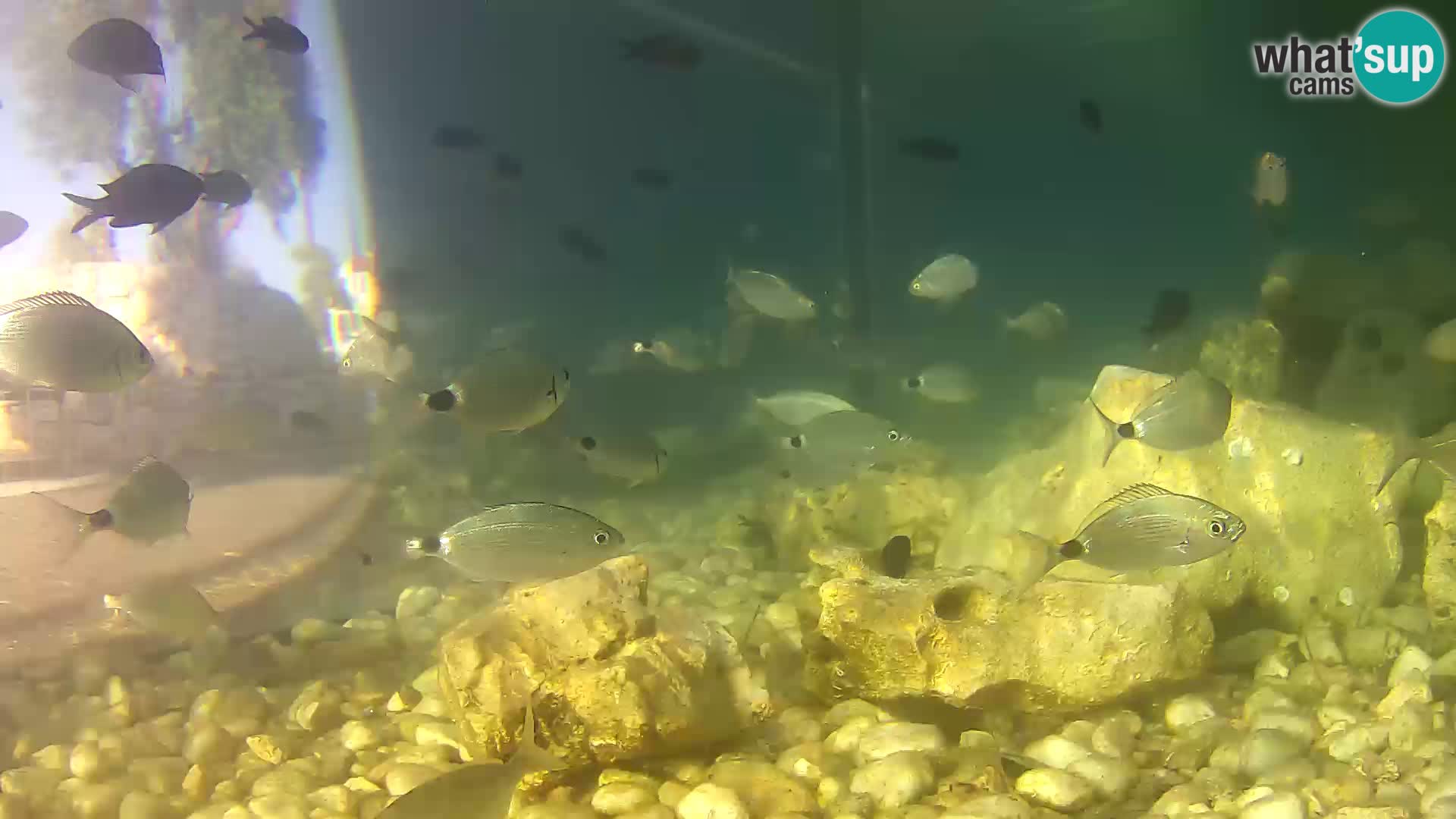 Outdoor Marine Aquarium Rogoznica webcam Croatia