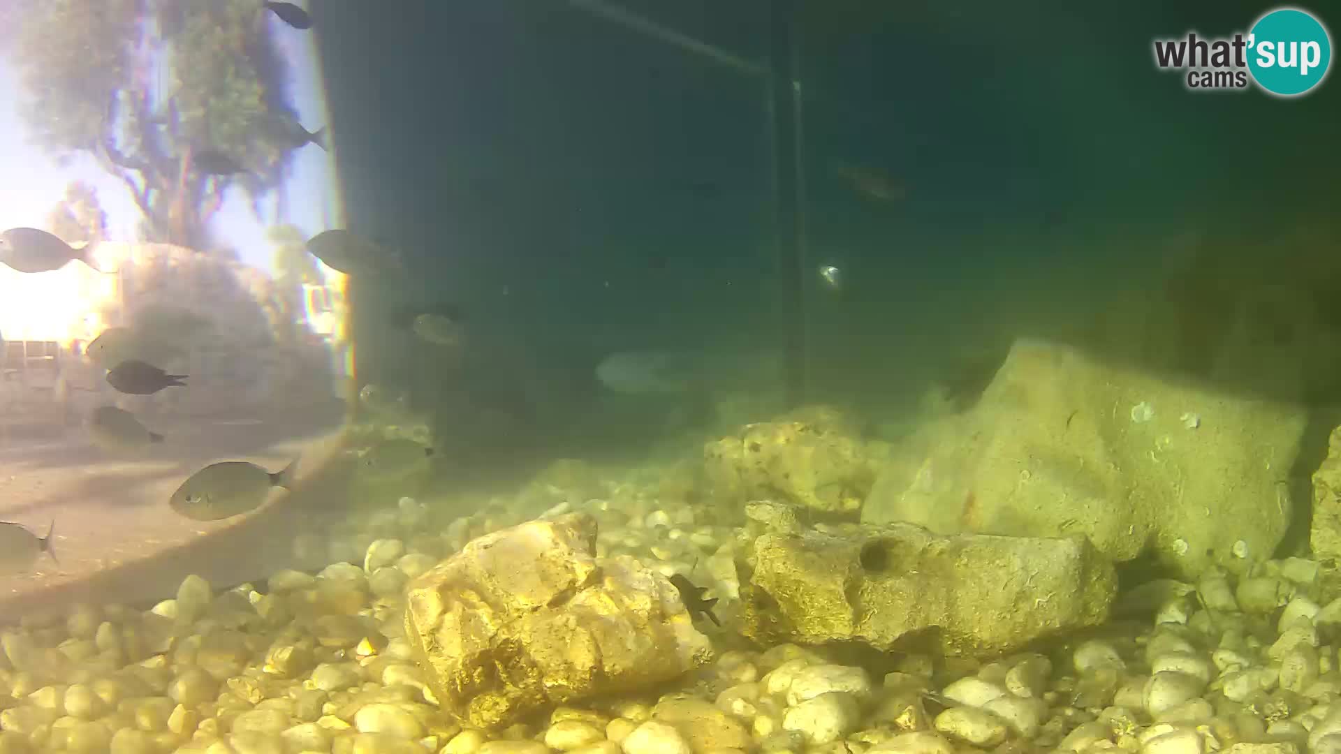 Acuario marino al aire libre Rogoznica webcam Croacia