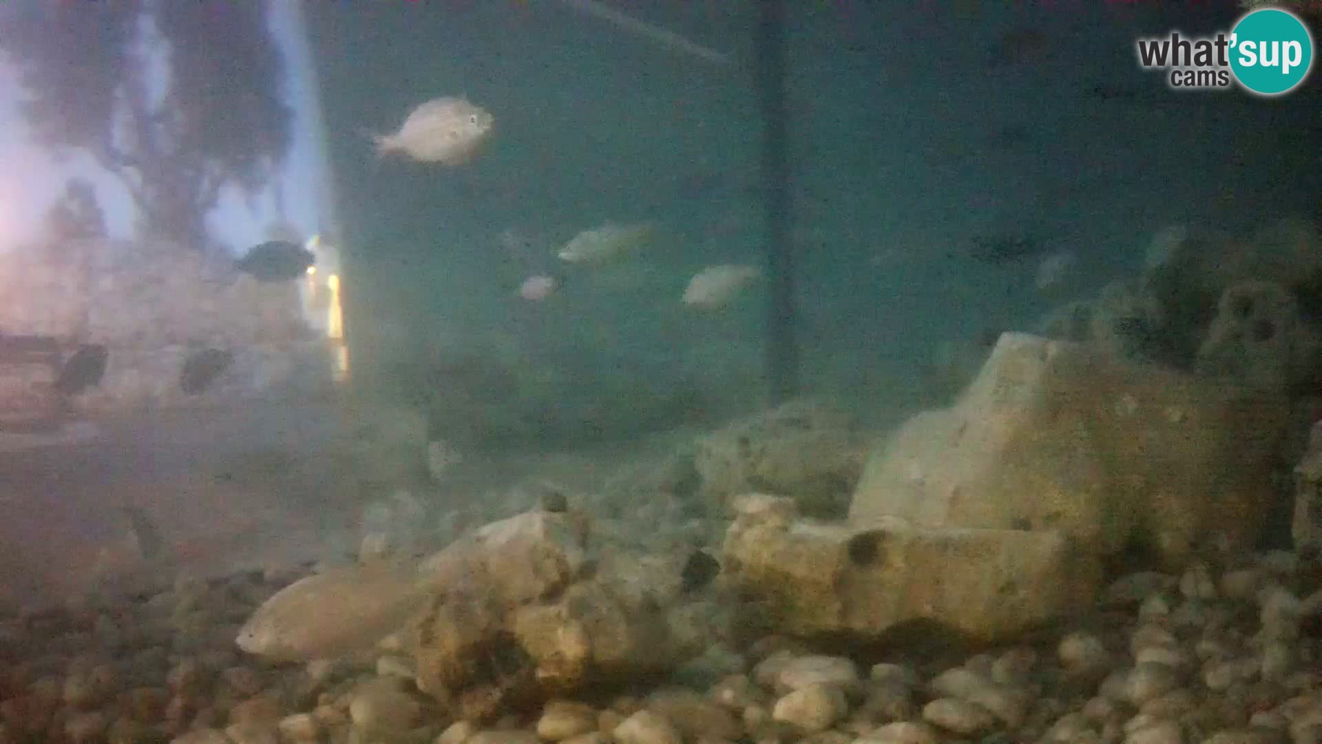 Zunanji morski akvarij Rogoznica spletna kamera Hrvaška
