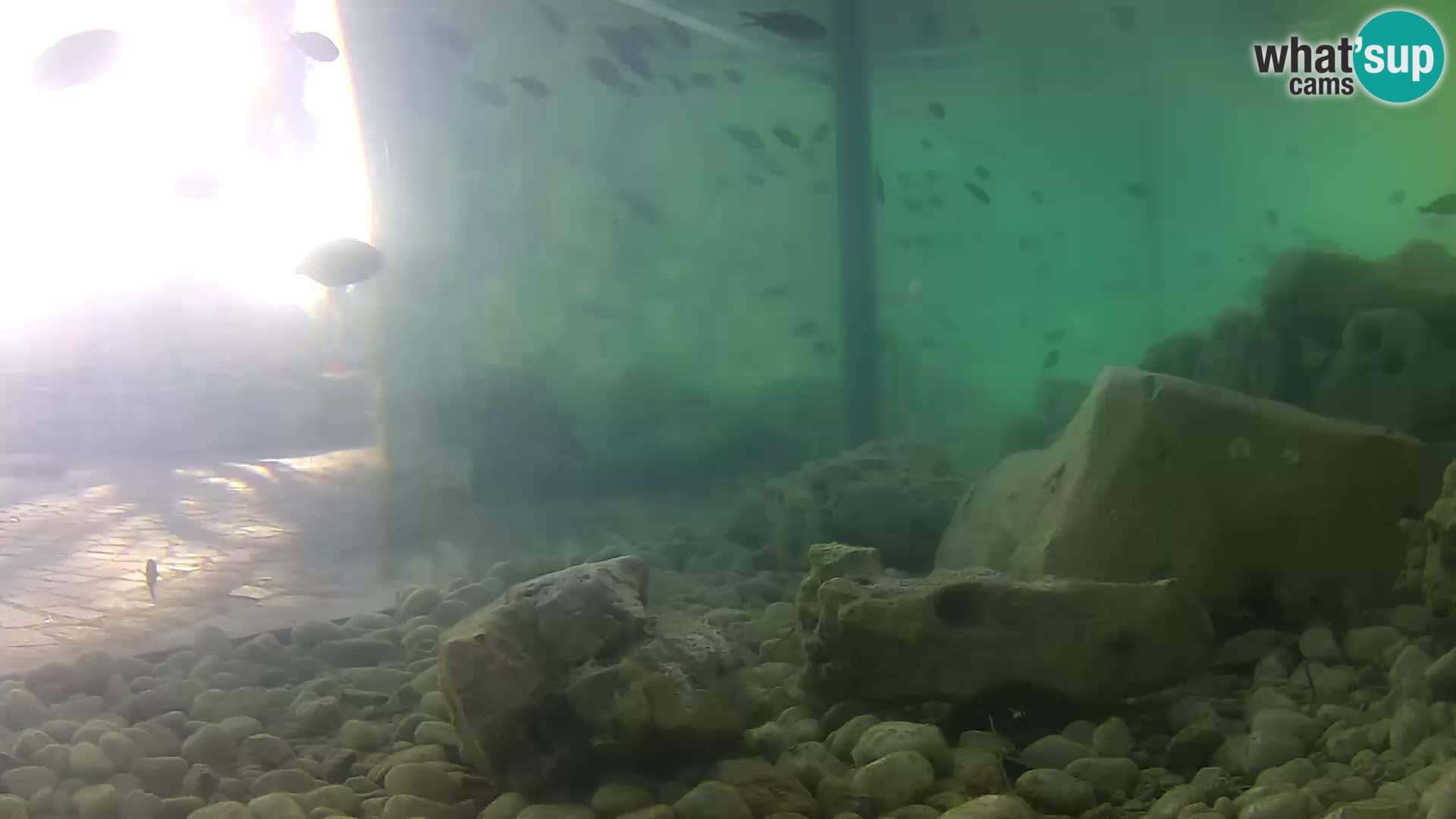 Webcam de l’aquarium marin extérieur de Rogoznica Croatie