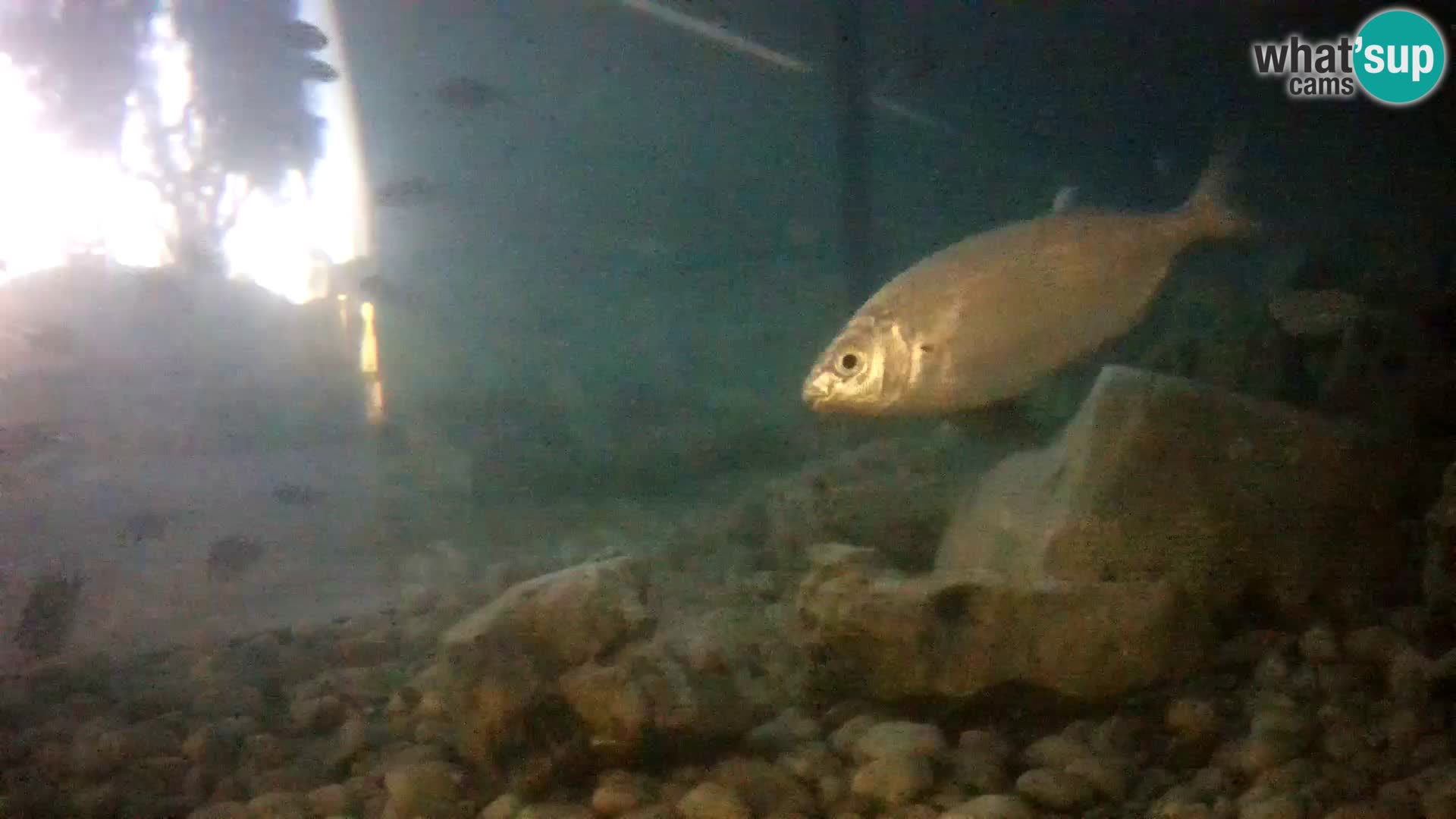 Marine Aquarium im Freien Rogoznica webcam Kroatien
