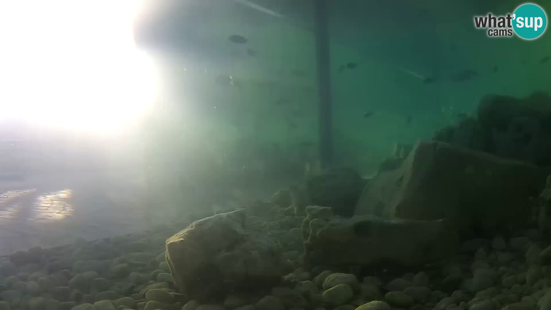 Zunanji morski akvarij Rogoznica spletna kamera Hrvaška