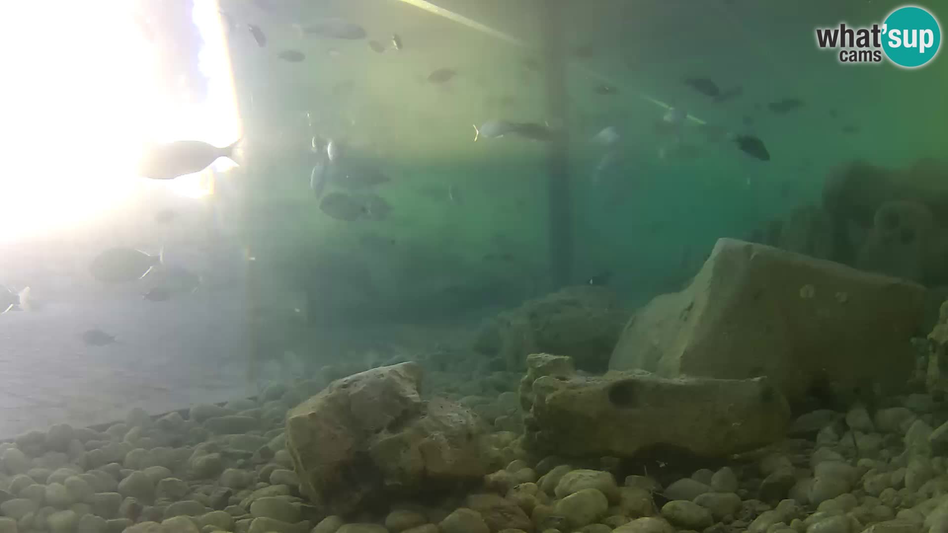 Zunanji morski akvarij Rogoznica spletna kamera Hrvaška