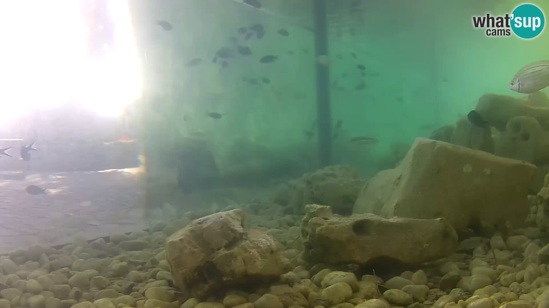 Aquario marino esterno –  Rogoznica livecam Croazia