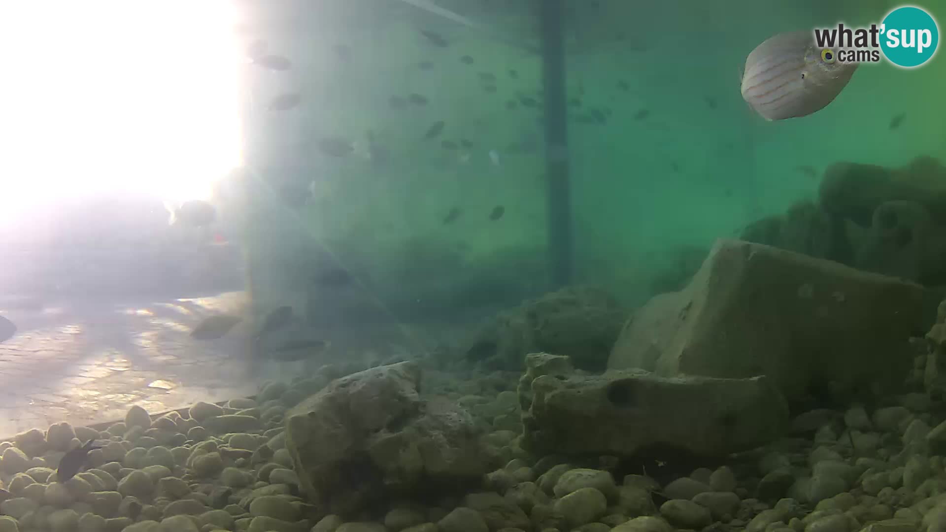 Aquario marino esterno –  Rogoznica livecam Croazia