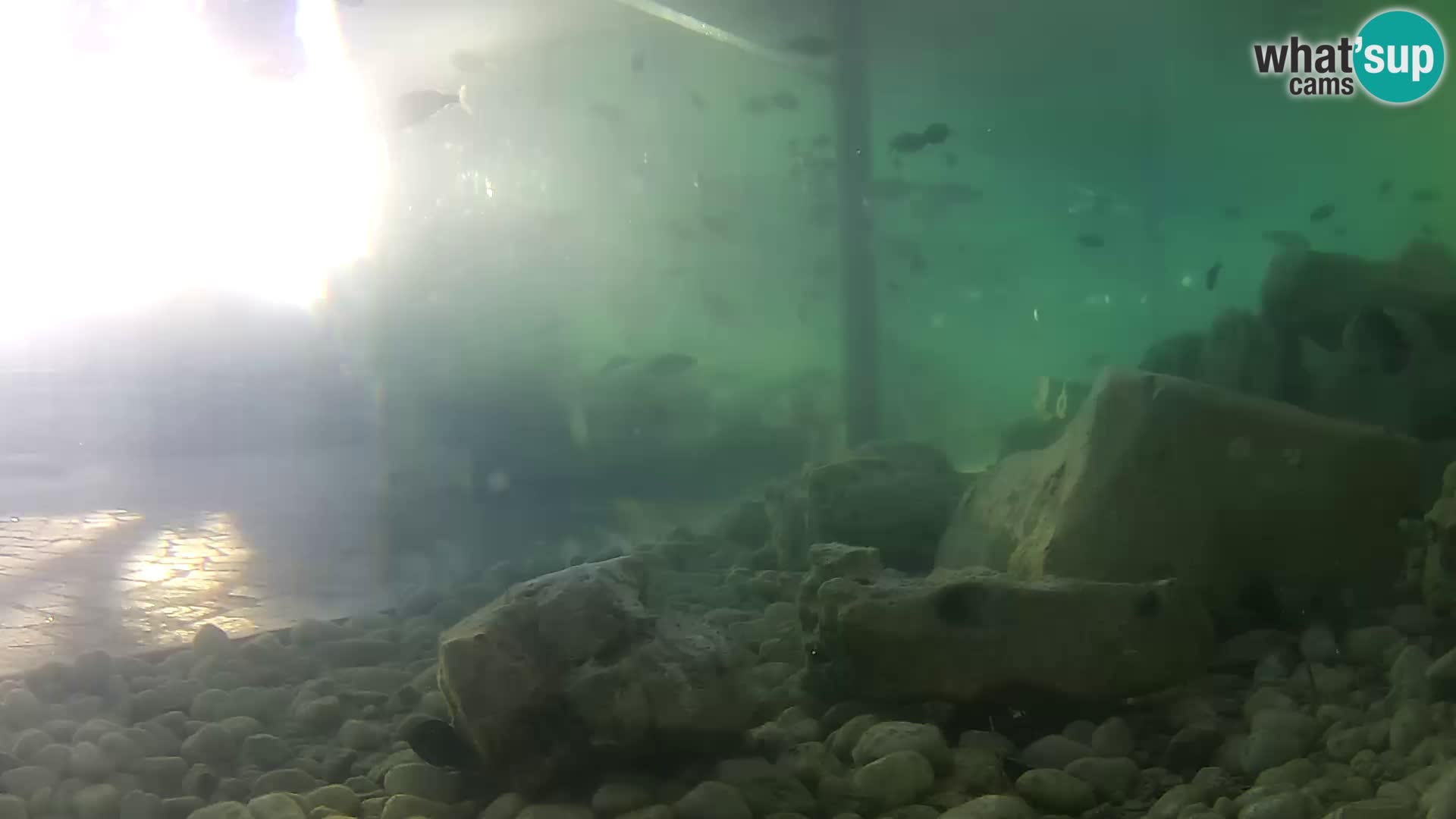 Outdoor Marine Aquarium Rogoznica webcam Croatia