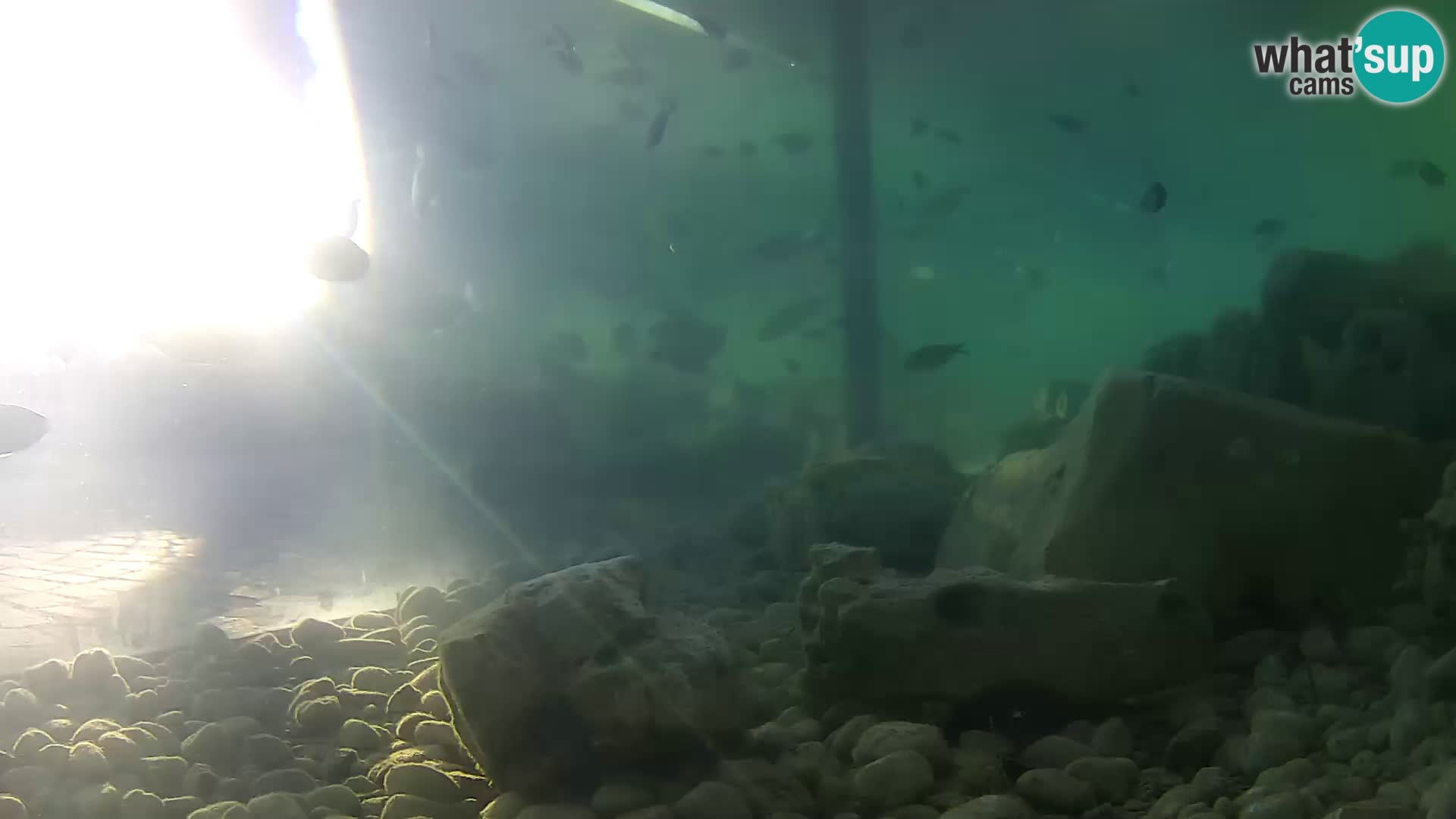 Outdoor Marine Aquarium Rogoznica webcam Croatia
