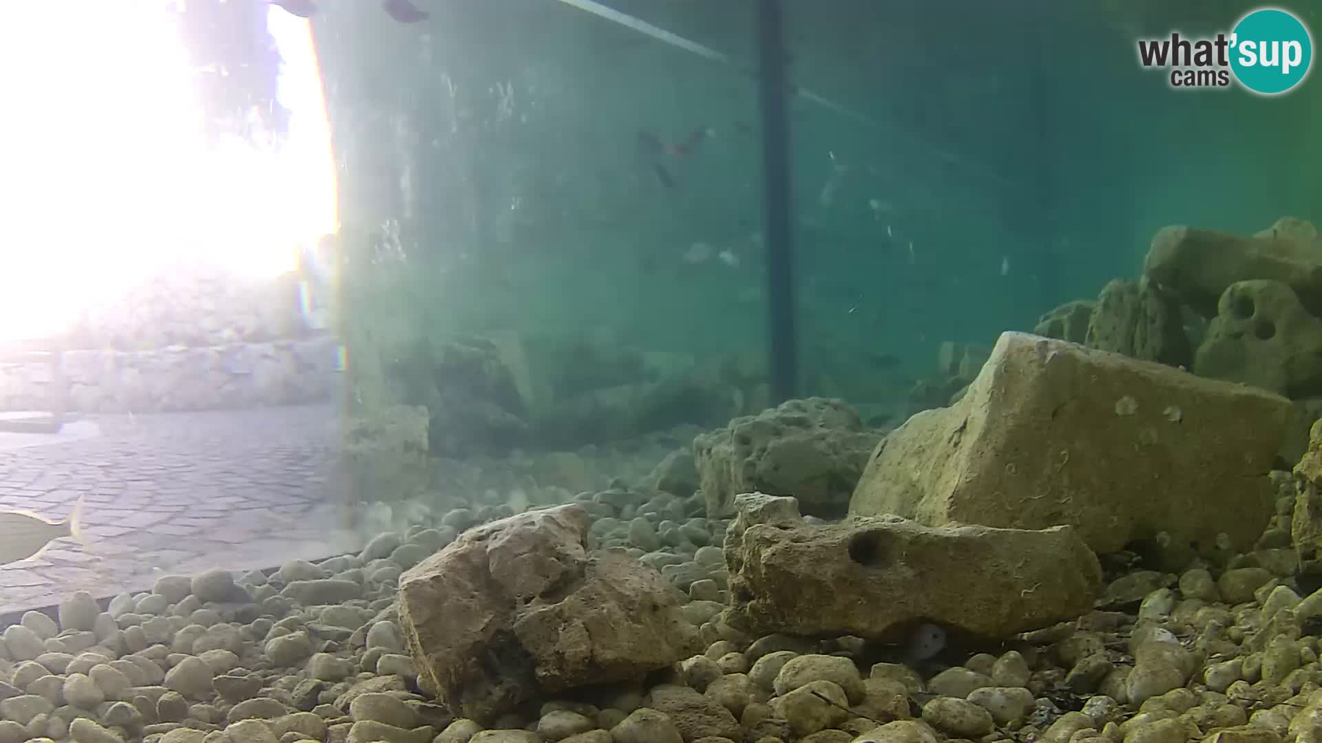 Zunanji morski akvarij Rogoznica spletna kamera Hrvaška