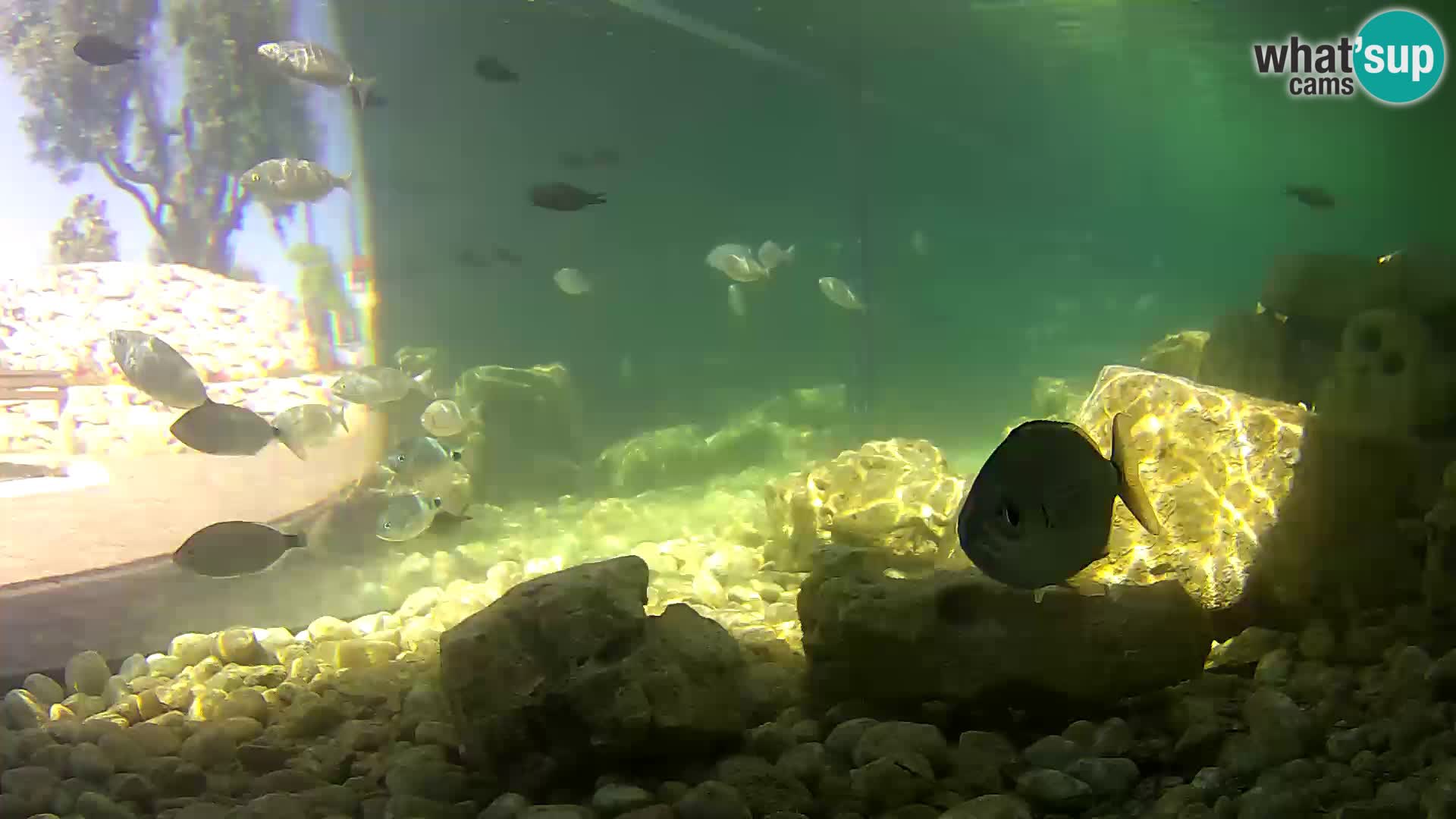 Marine Aquarium im Freien Rogoznica webcam Kroatien