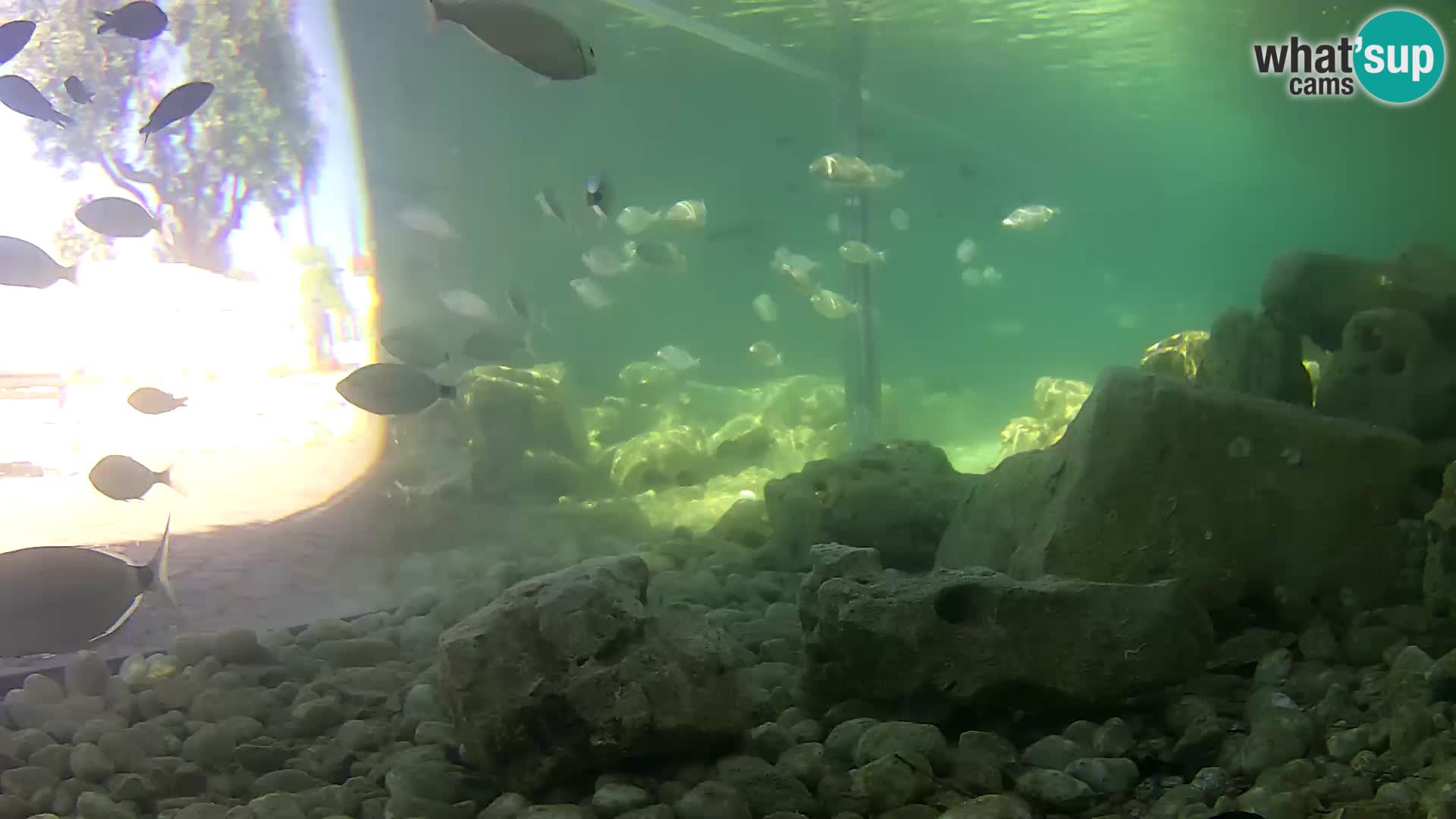 Marine Aquarium im Freien Rogoznica webcam Kroatien