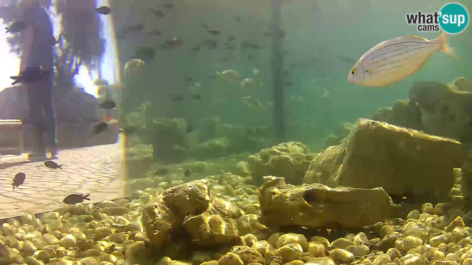 Outdoor Marine Aquarium Rogoznica webcam Croatia