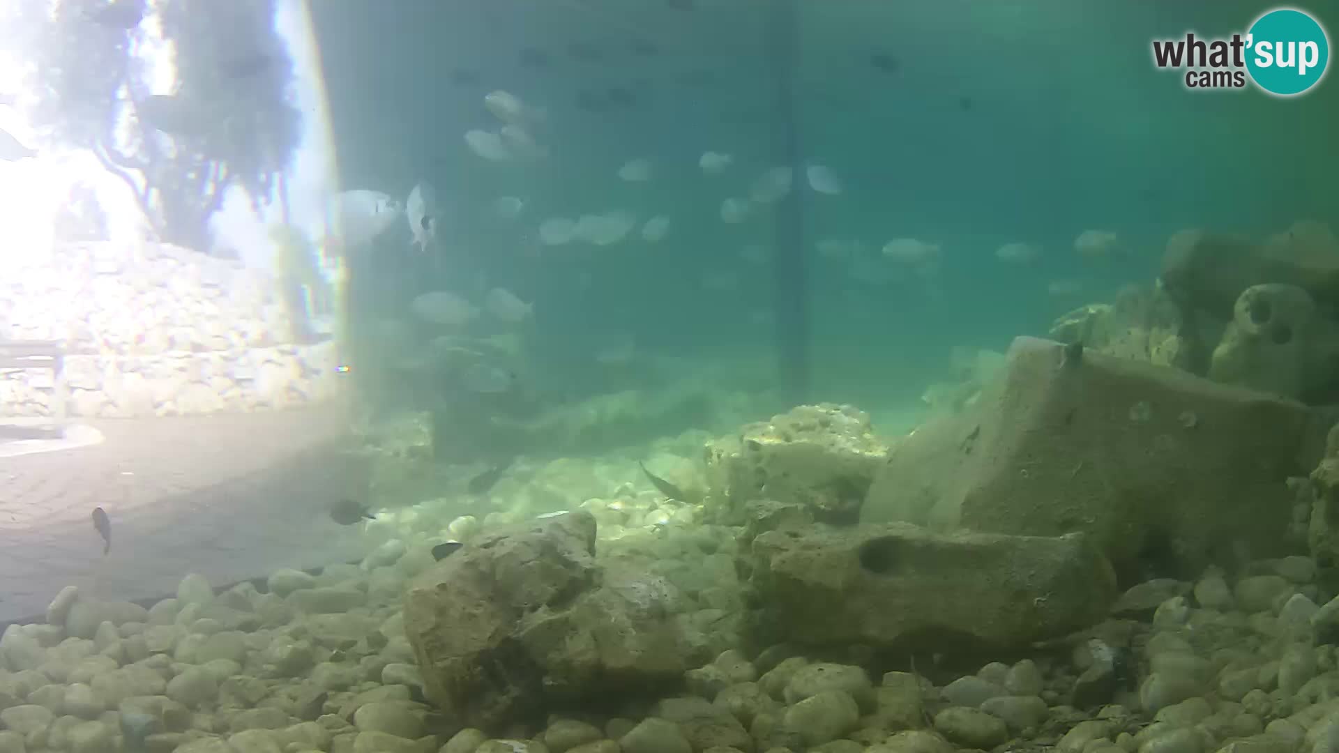Acuario marino al aire libre Rogoznica webcam Croacia