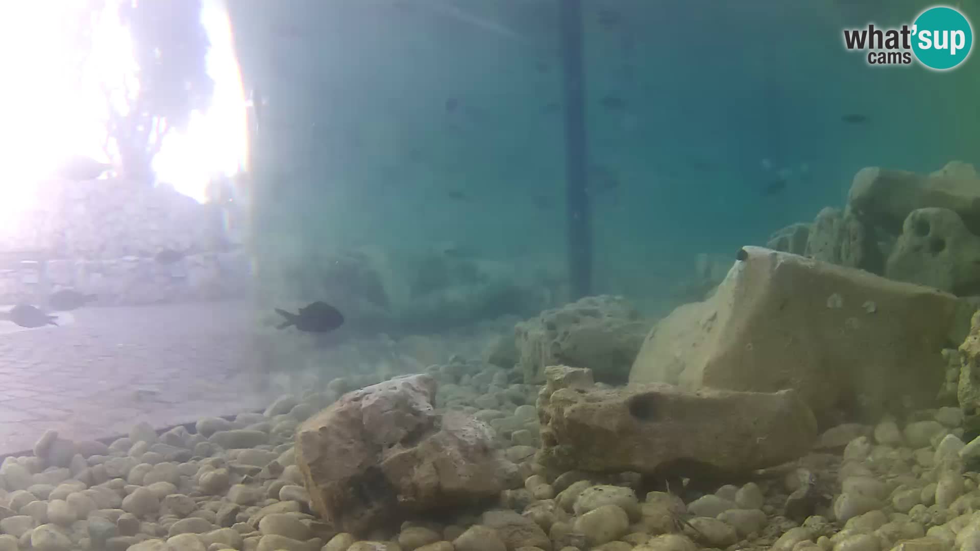 Outdoor Marine Aquarium Rogoznica webcam Croatia
