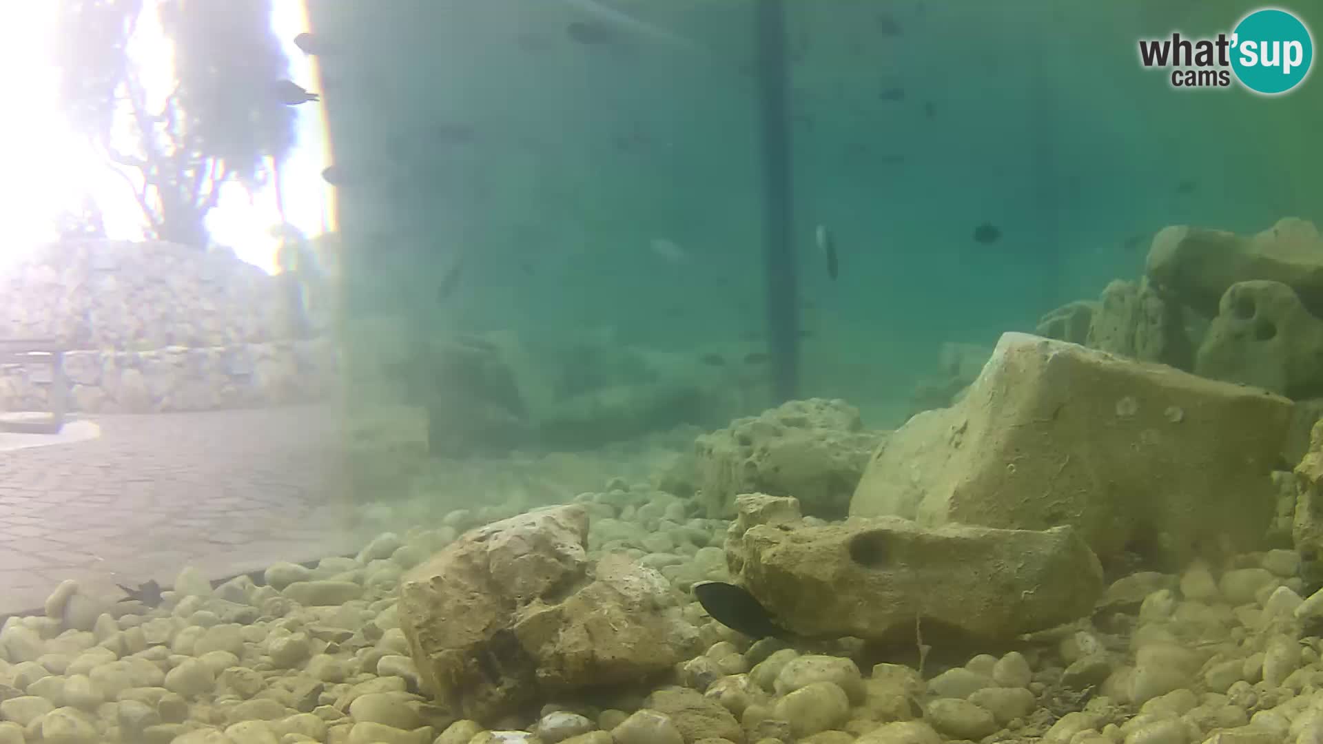 Zunanji morski akvarij Rogoznica spletna kamera Hrvaška