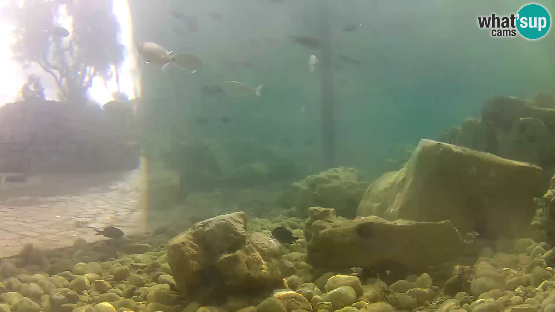 Outdoor Marine Aquarium Rogoznica webcam Croatia