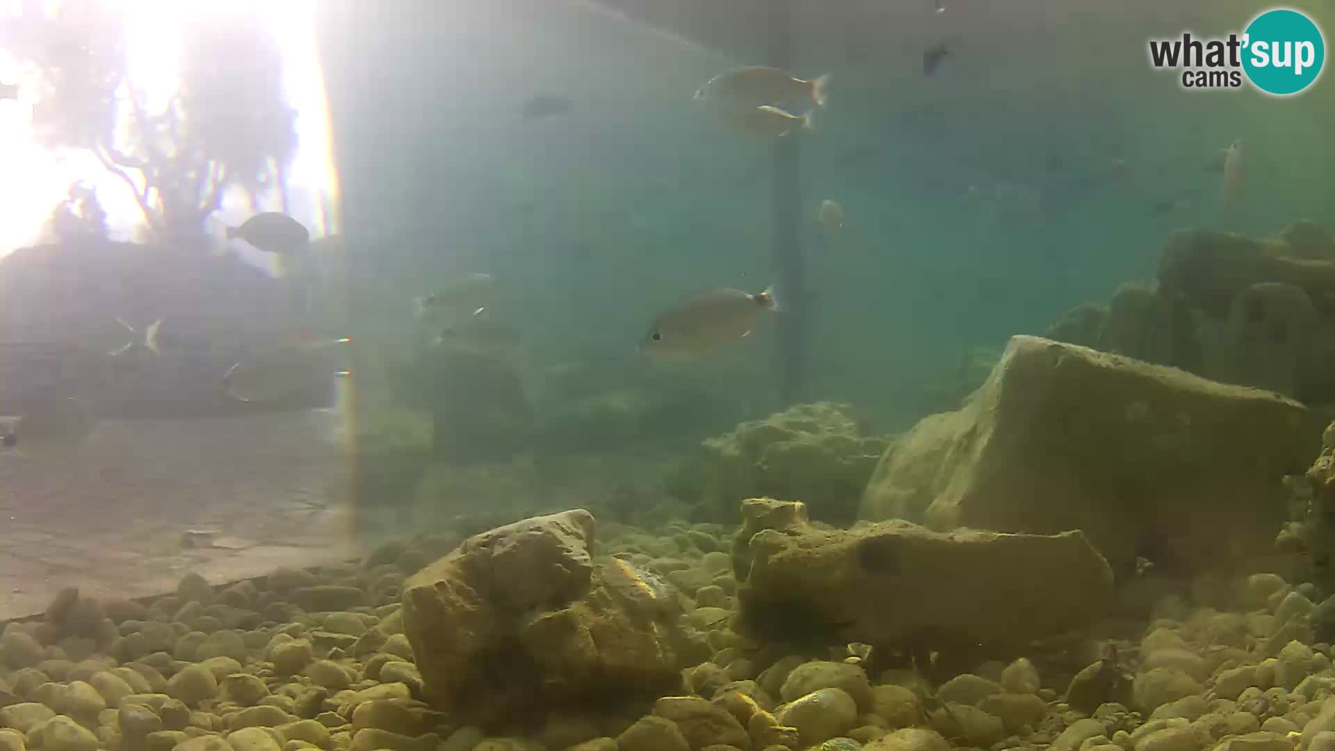Outdoor Marine Aquarium Rogoznica webcam Croatia
