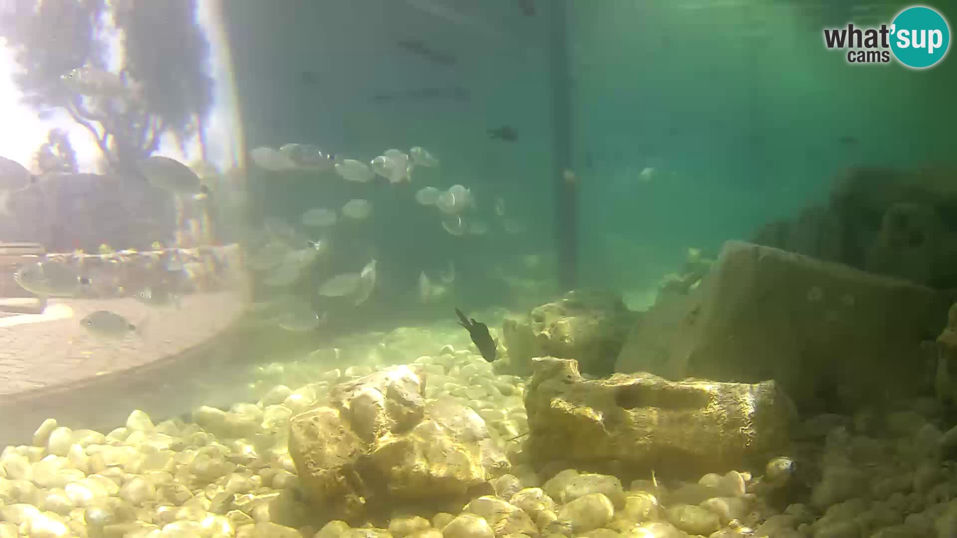 Webcam de l’aquarium marin extérieur de Rogoznica Croatie
