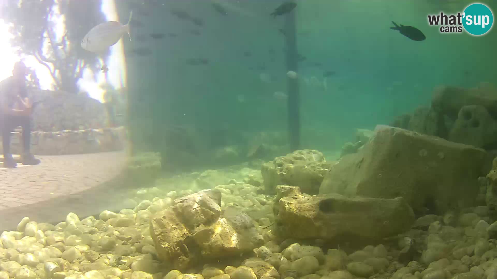 Outdoor Marine Aquarium Rogoznica webcam Croatia