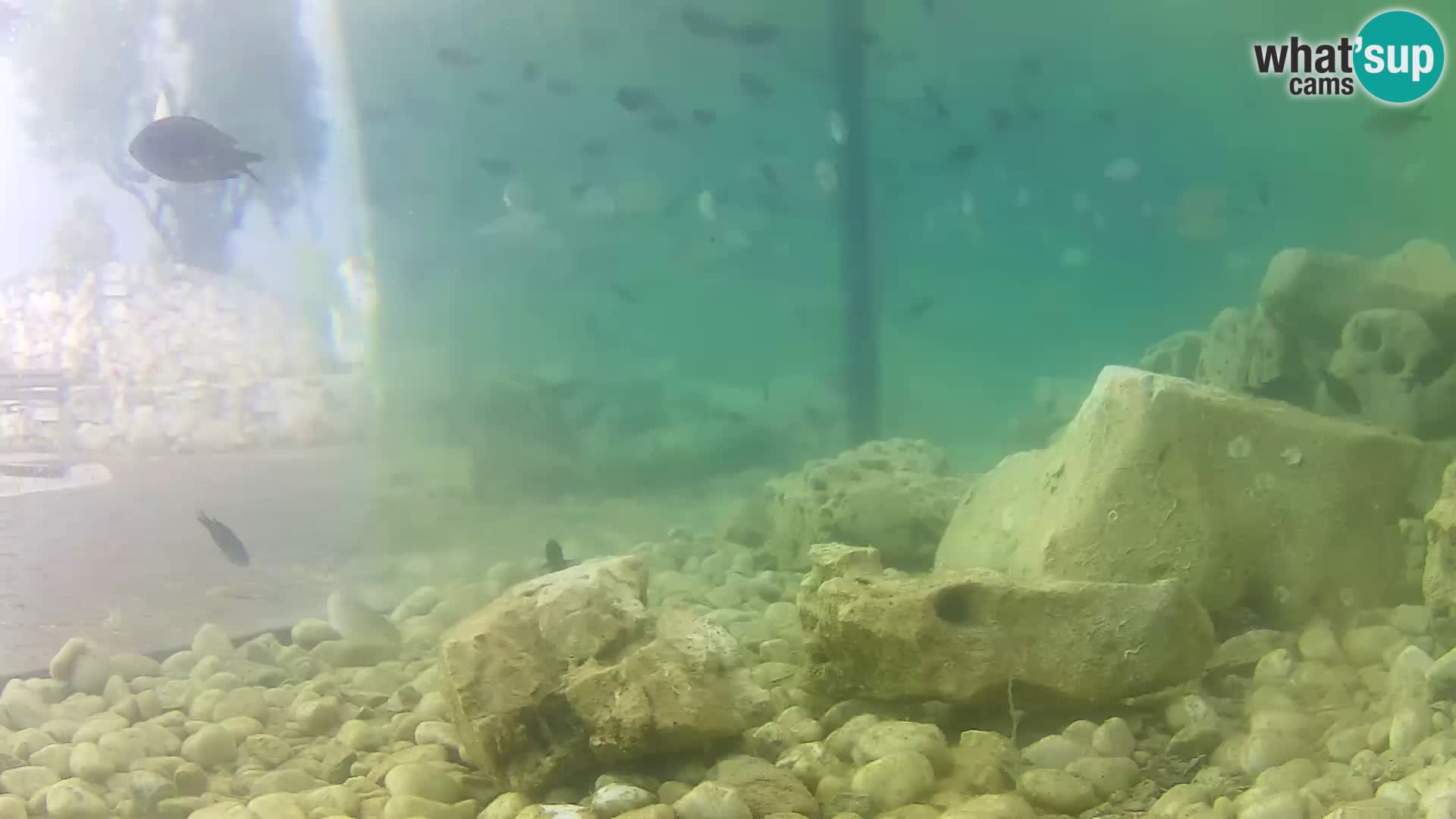 Marine Aquarium im Freien Rogoznica webcam Kroatien