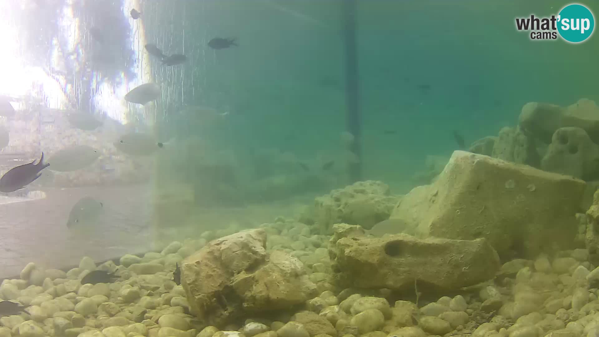 Outdoor Marine Aquarium Rogoznica webcam Croatia