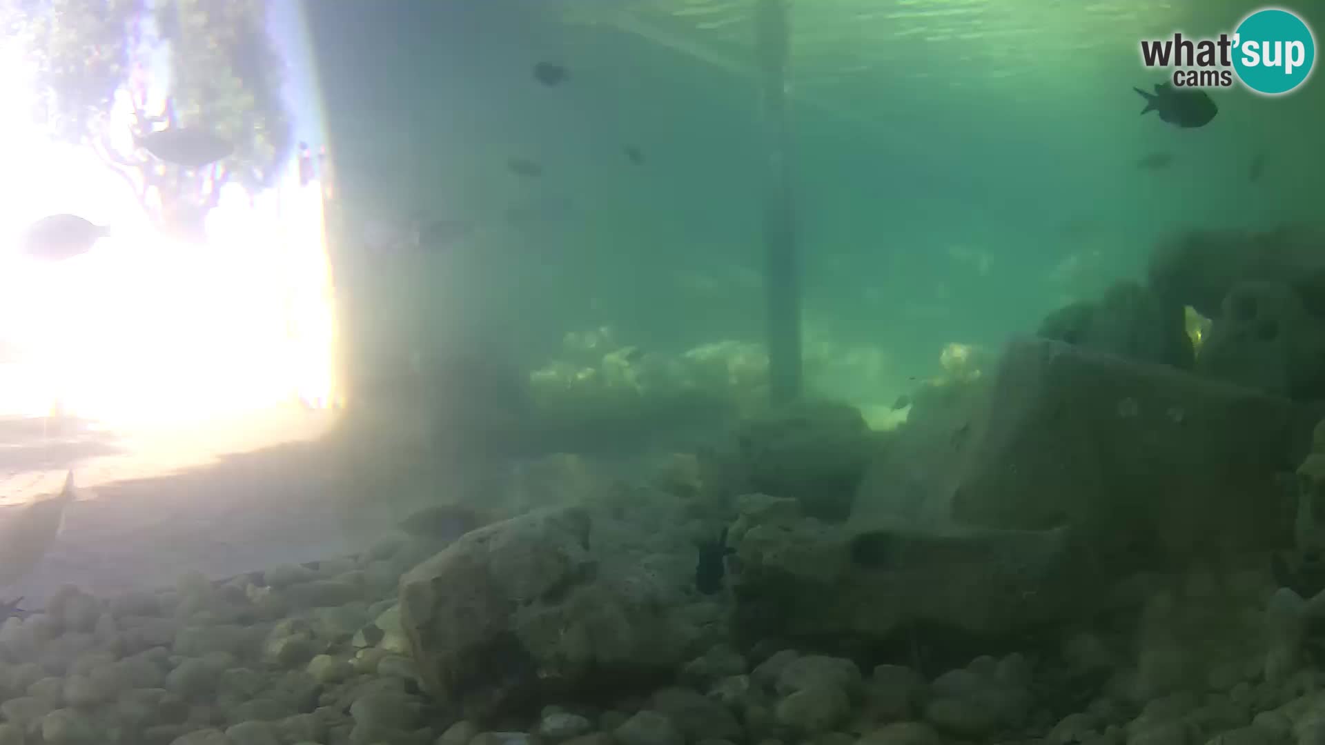 Webcam de l’aquarium marin extérieur de Rogoznica Croatie