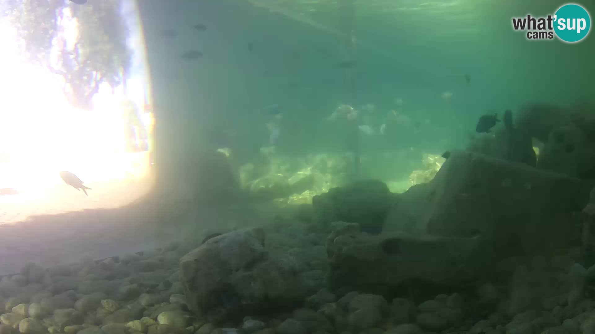 Acuario marino al aire libre Rogoznica webcam Croacia
