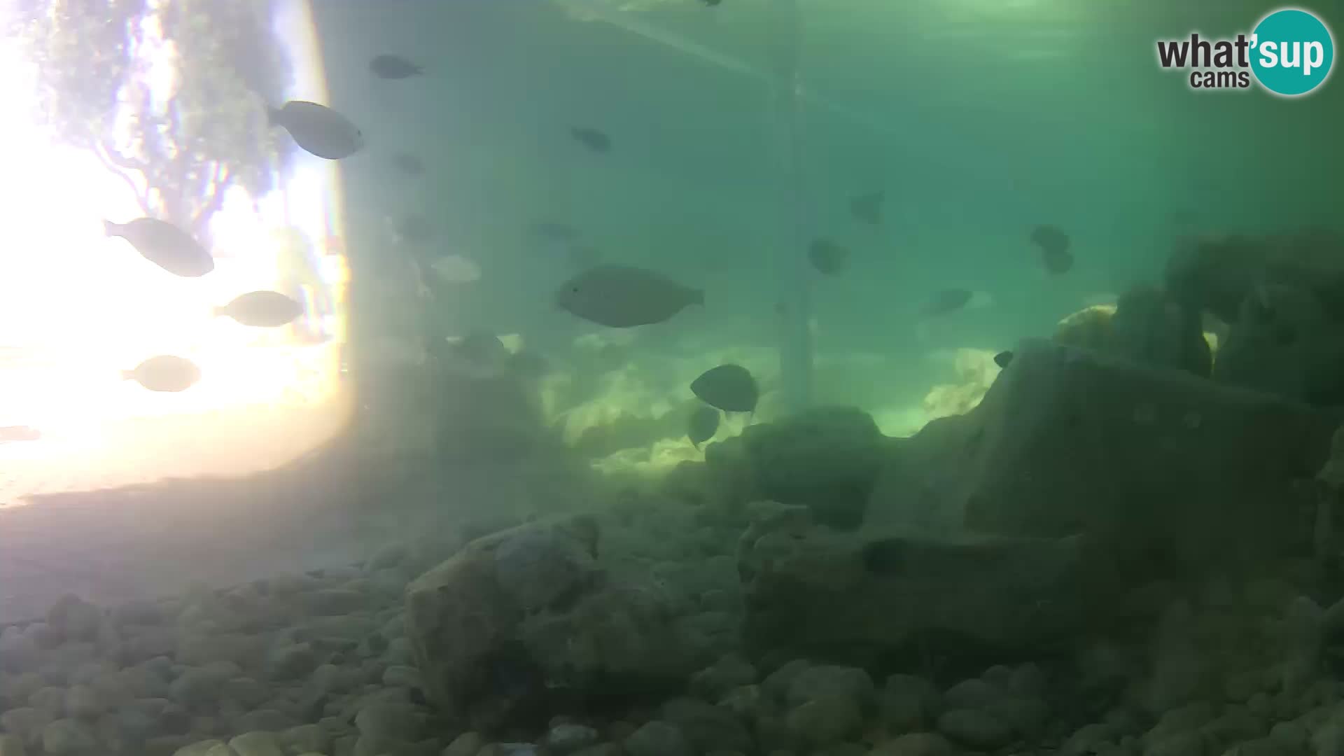 Webcam de l’aquarium marin extérieur de Rogoznica Croatie