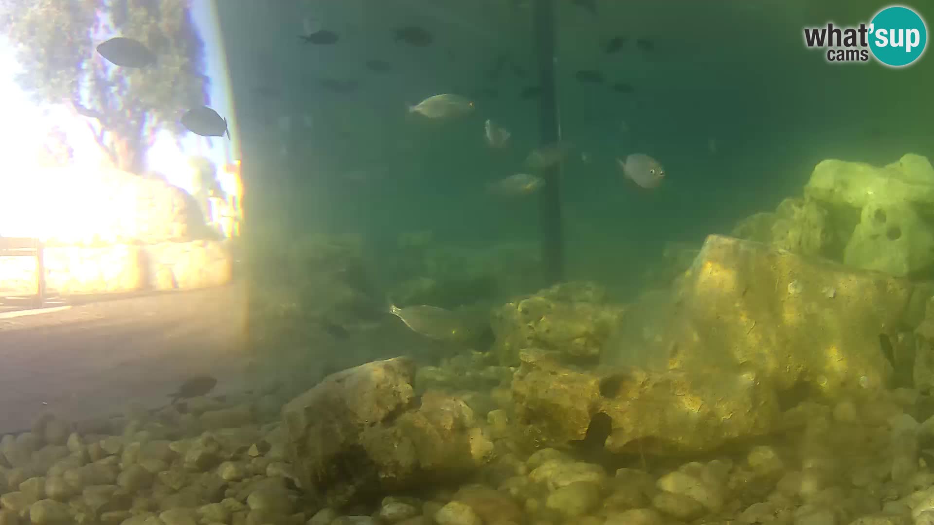 Aquario marino esterno –  Rogoznica livecam Croazia