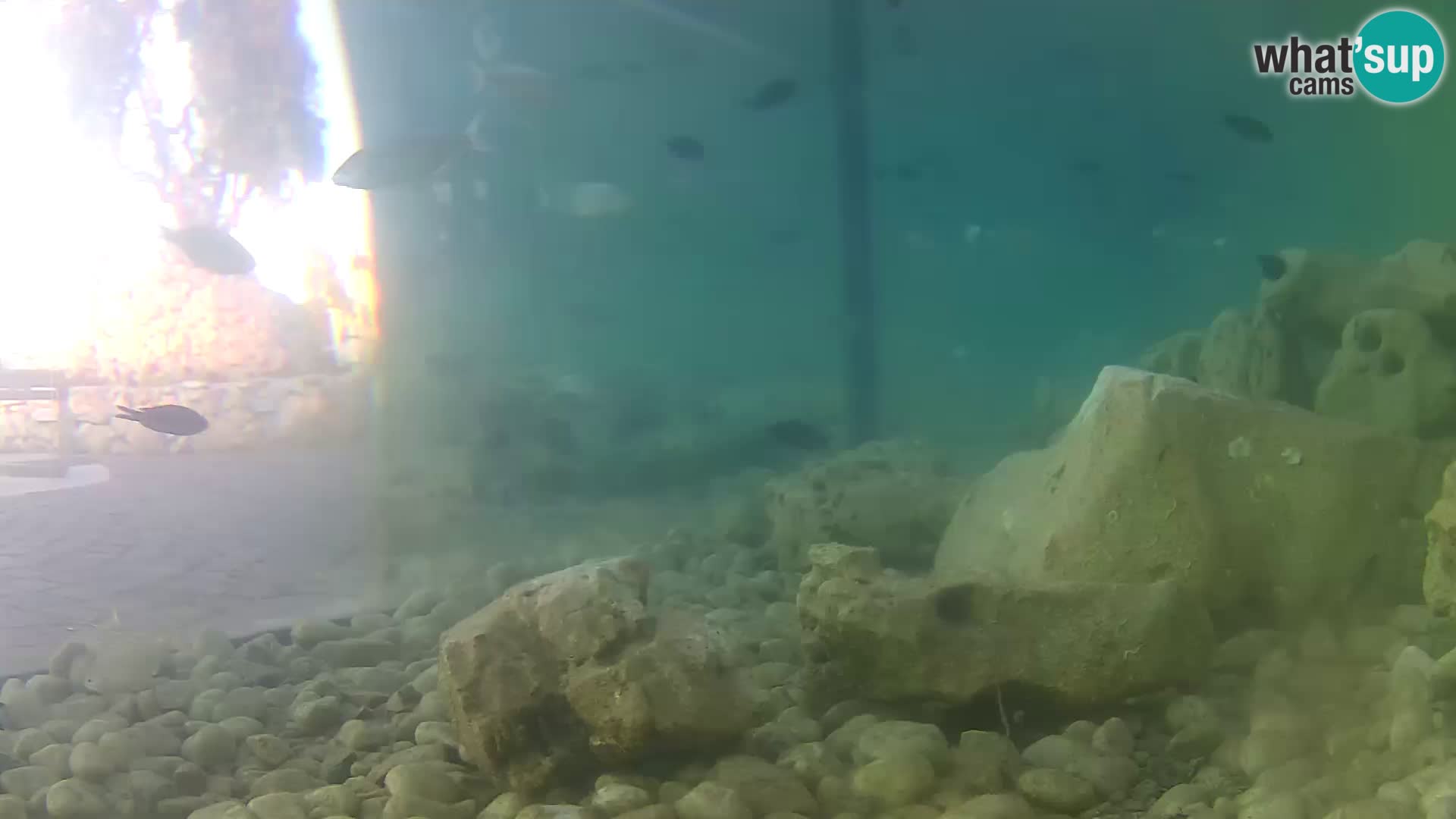 Outdoor Marine Aquarium Rogoznica webcam Croatia